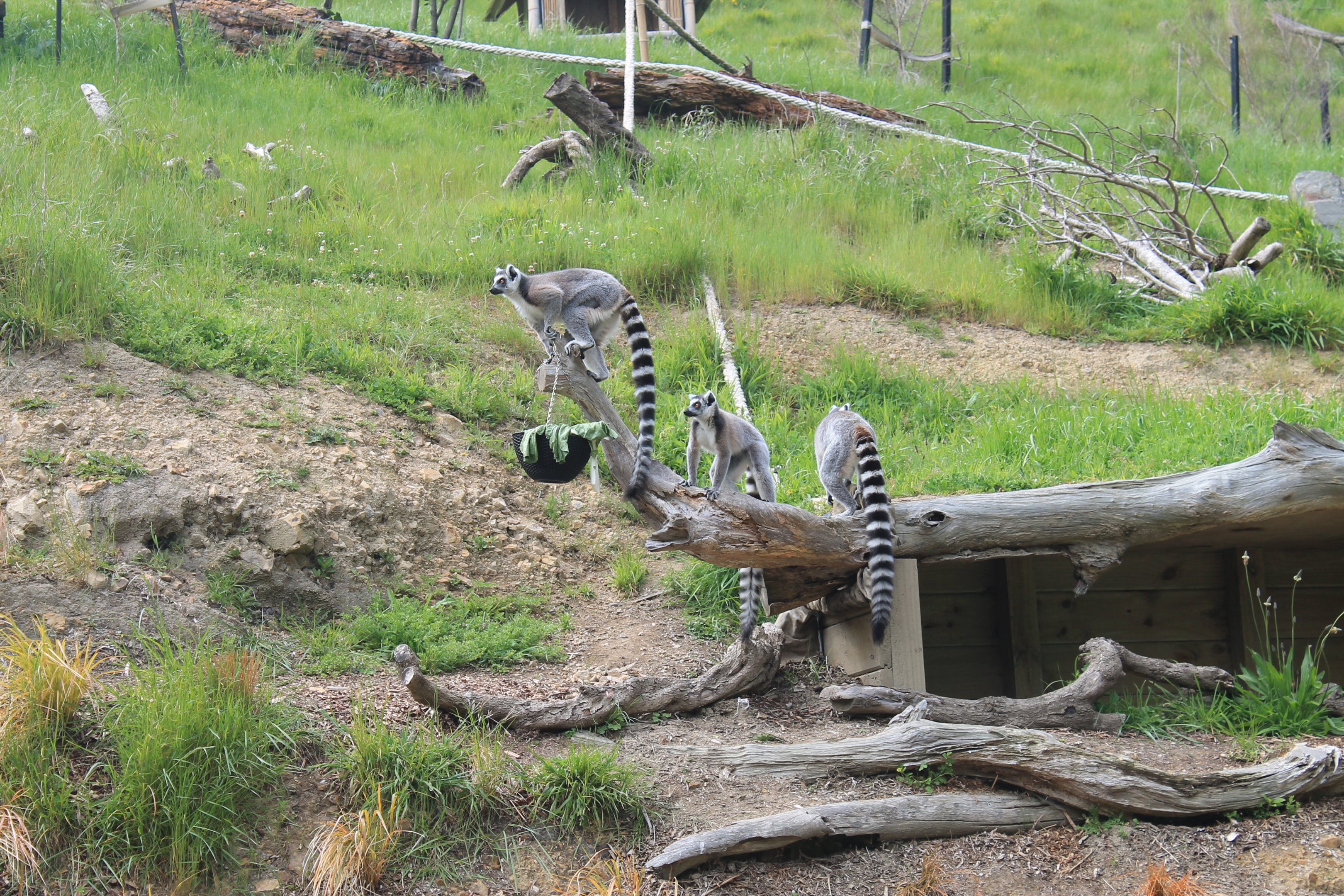 Ring-tailed Lemurs