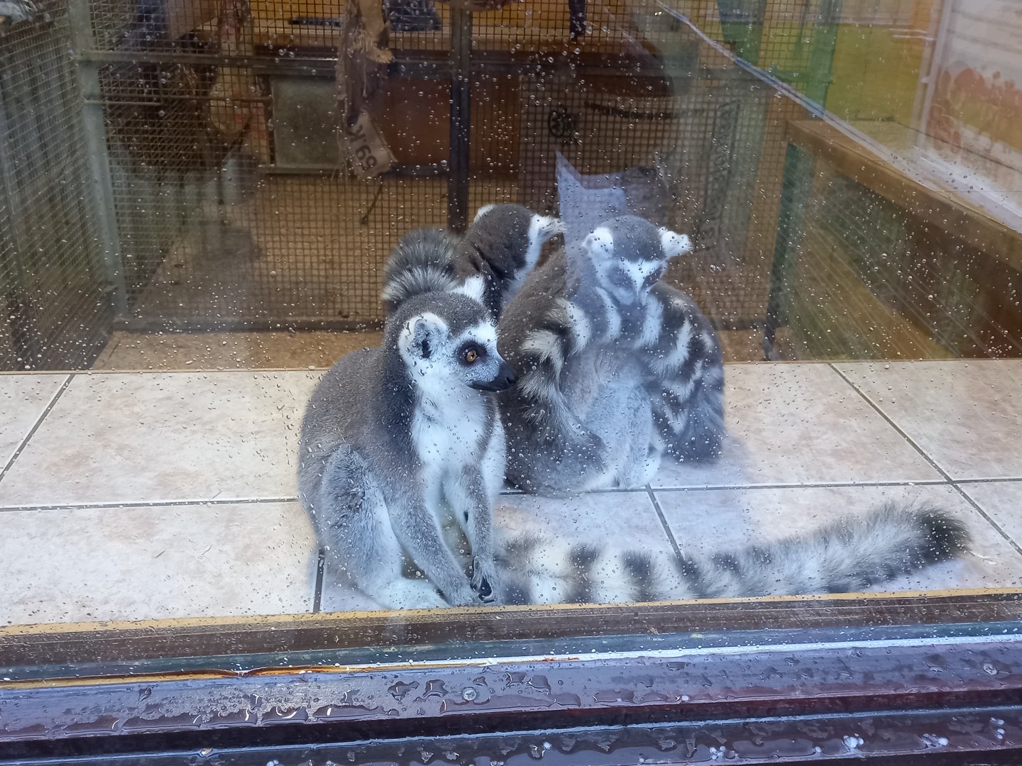 Ring-tailed Lemurs