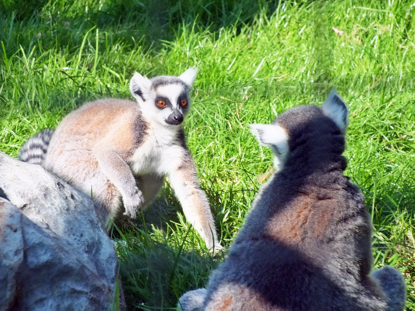 Ring-tailed lemurs