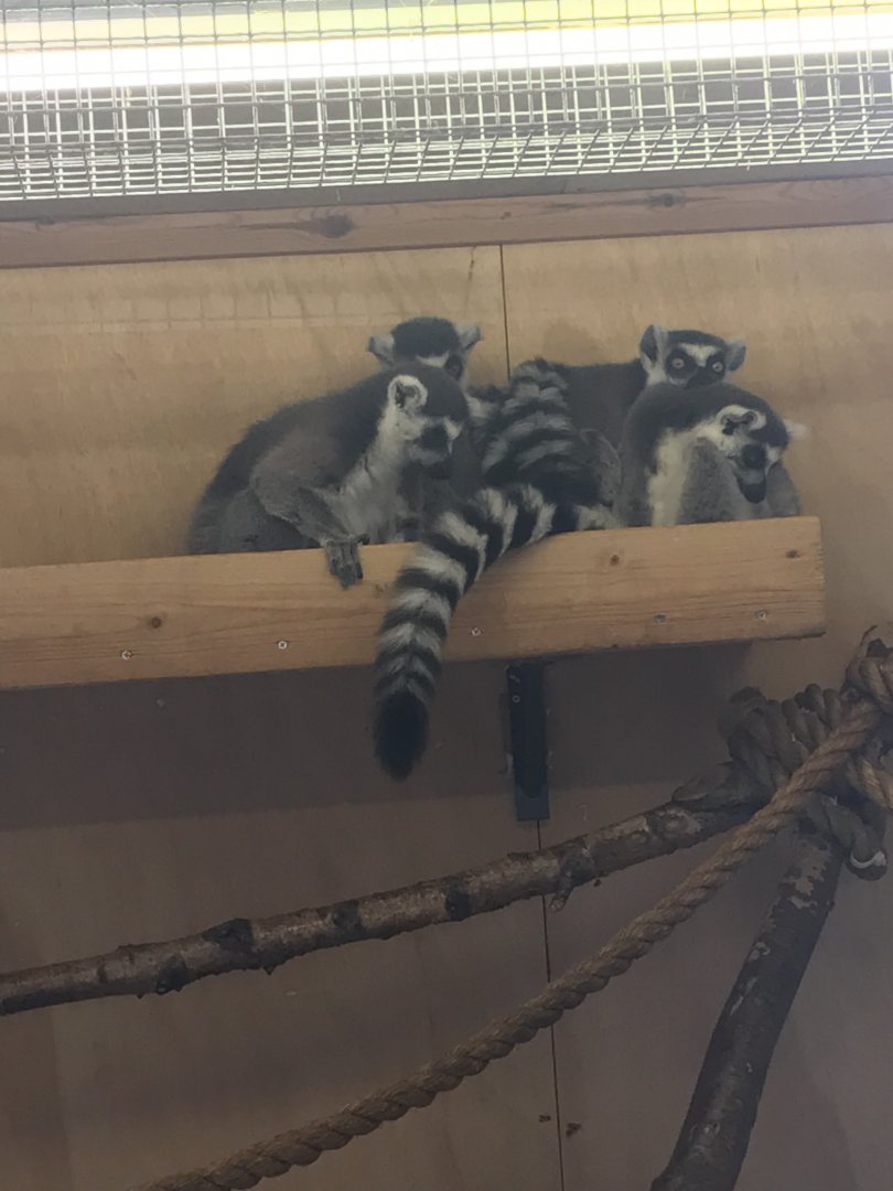 Ring tailed lemurs