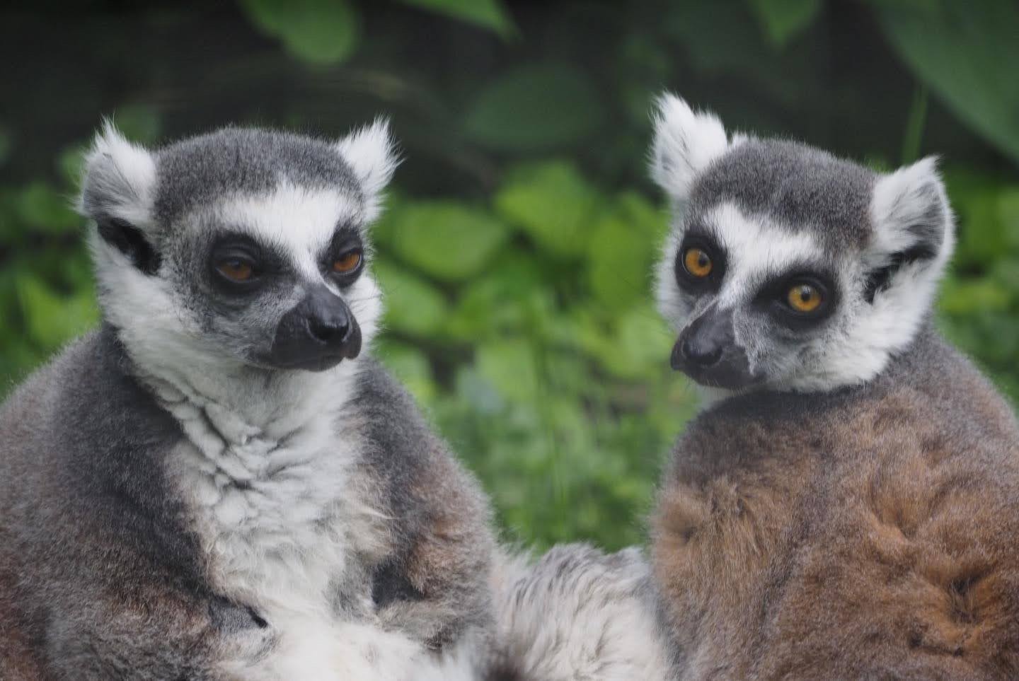 Ring-tailed lemurs