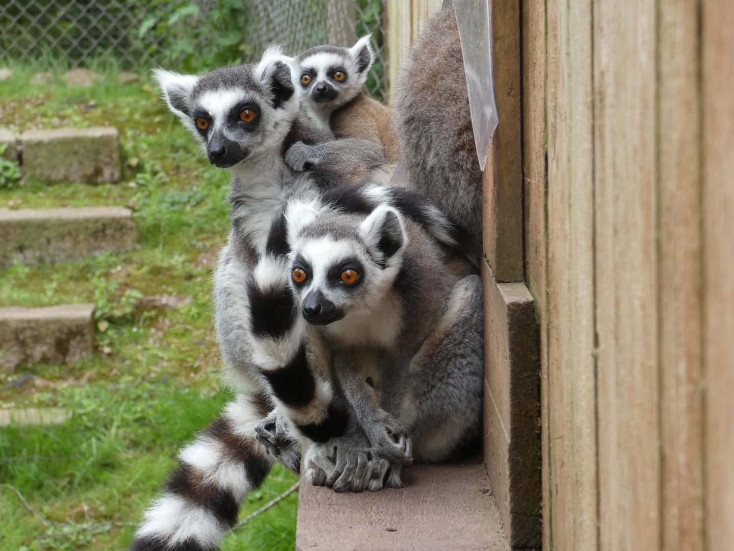 Ring-tailed lemurs
