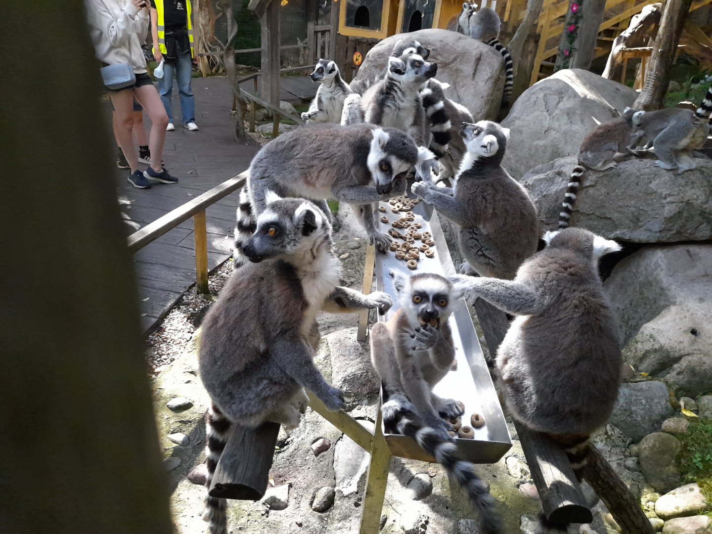 Ring-tailed lemurs