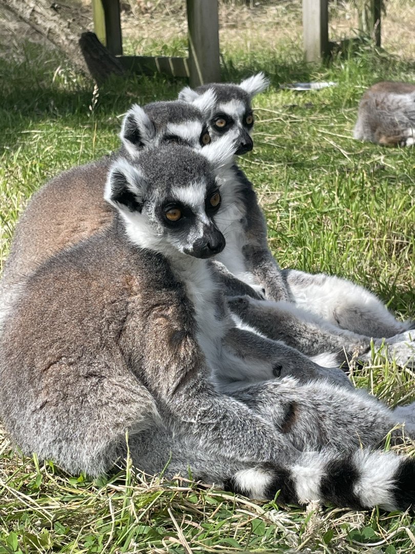 Ring tailed lemurs