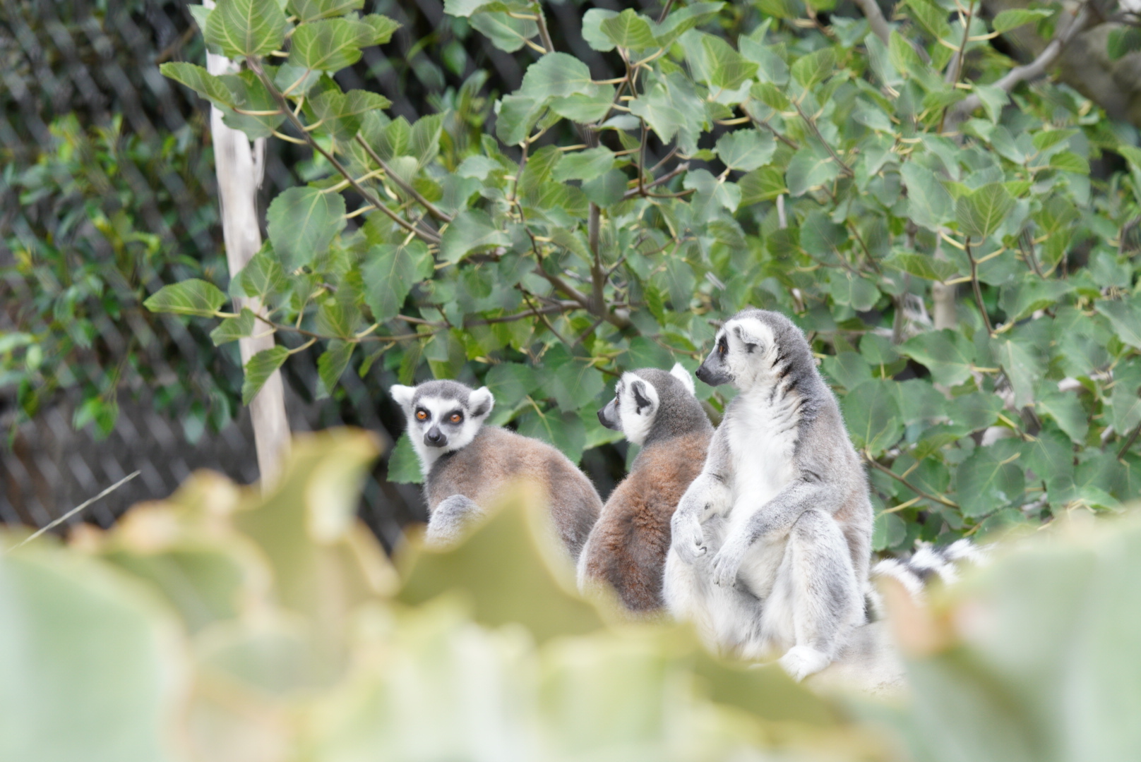 Ring Tailed Lemurs