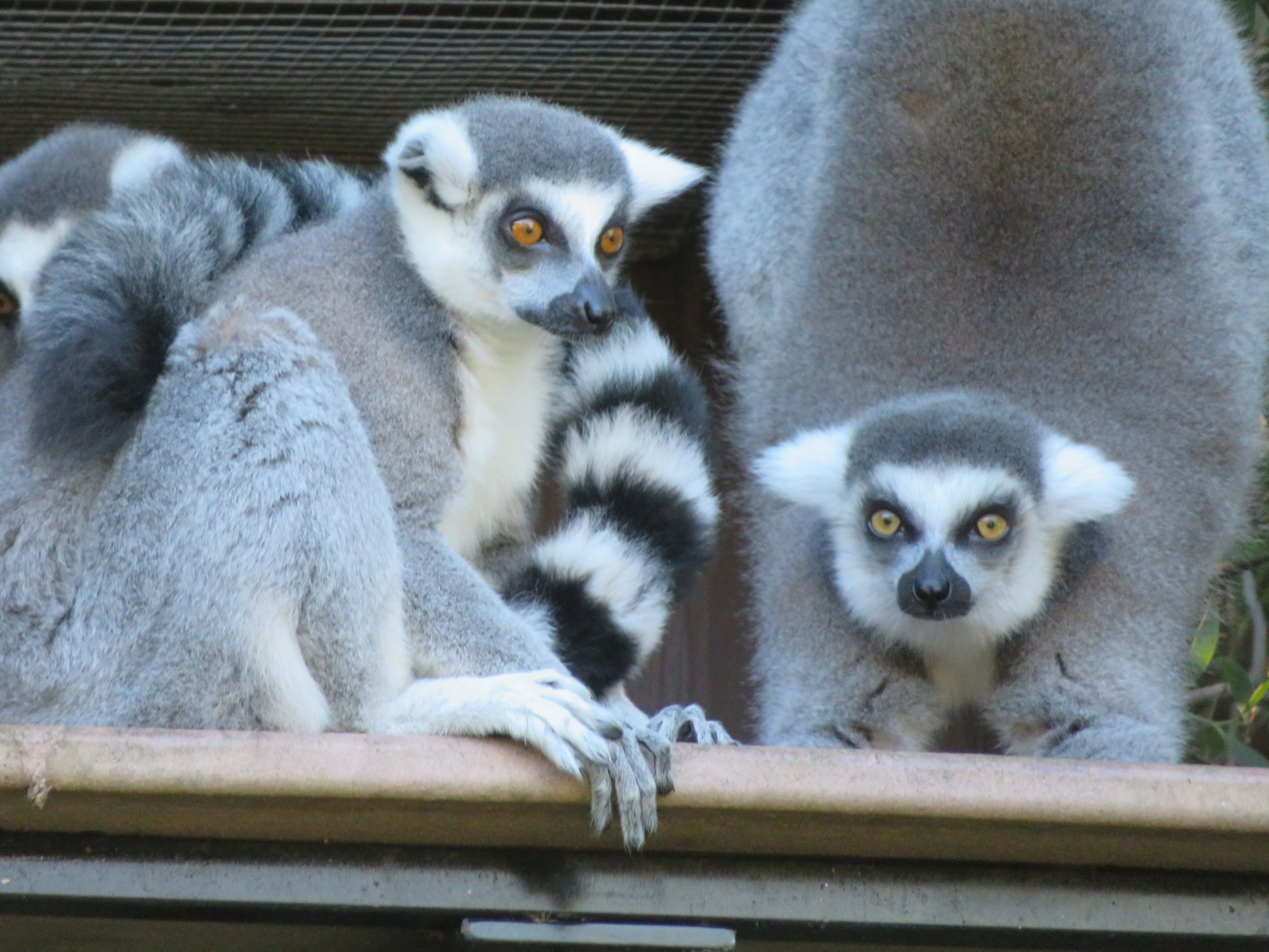 Ring-tailed Lemurs