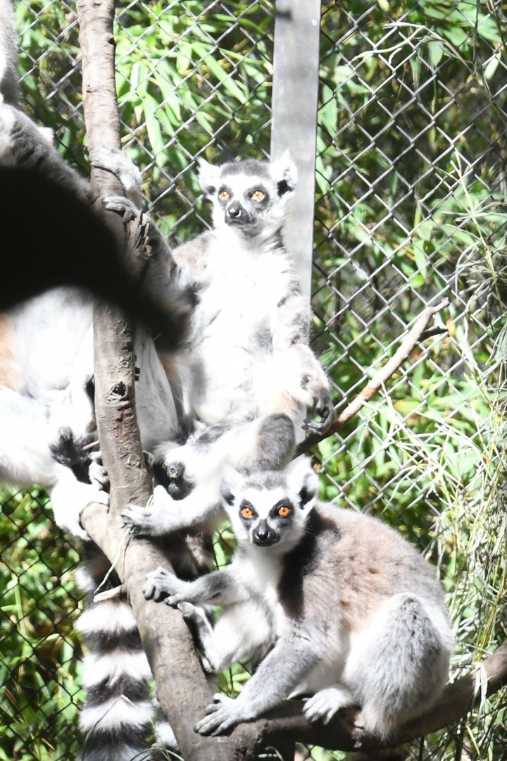 Ring-tailed Lemurs