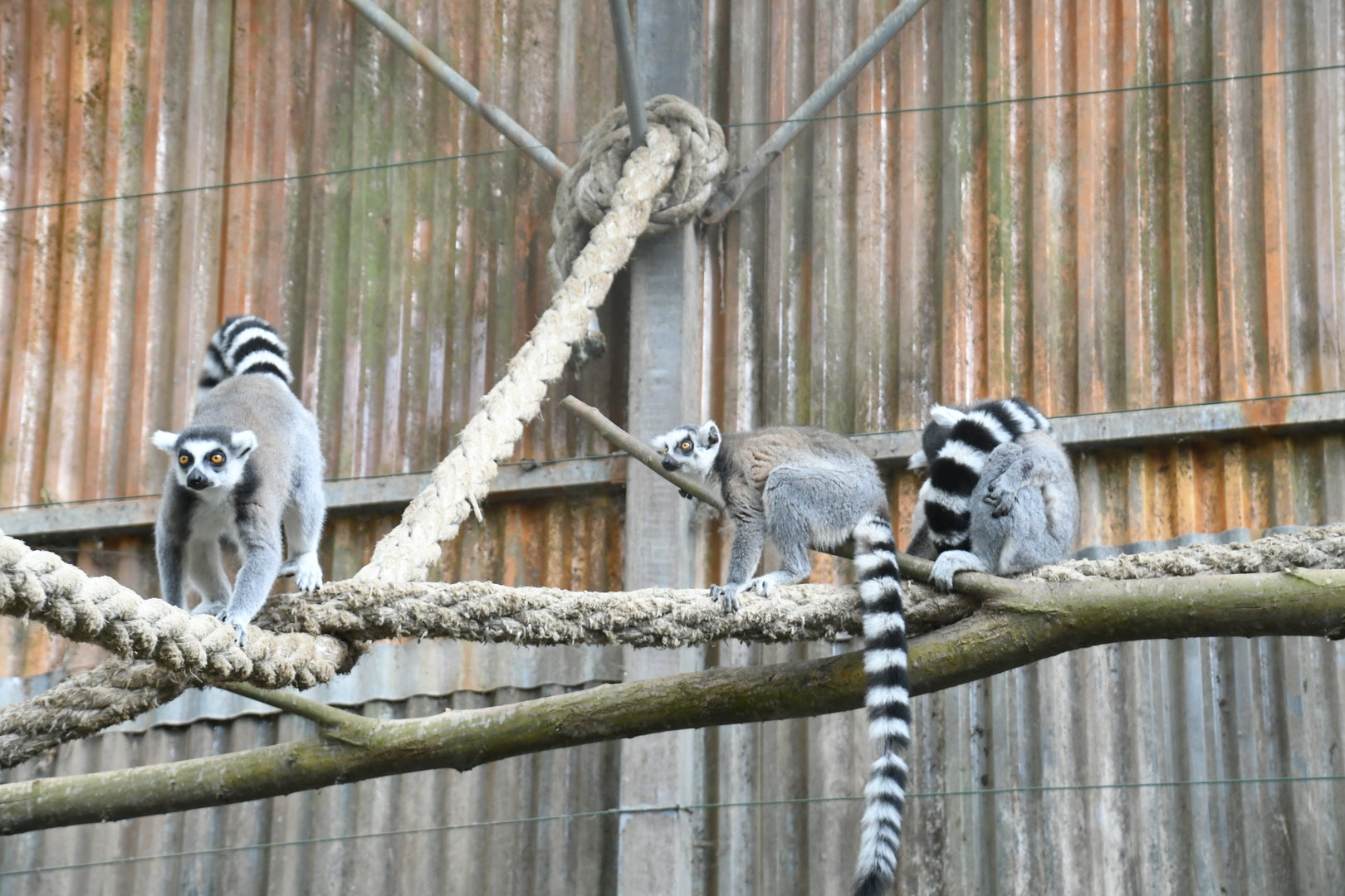 Ring-tailed Lemurs