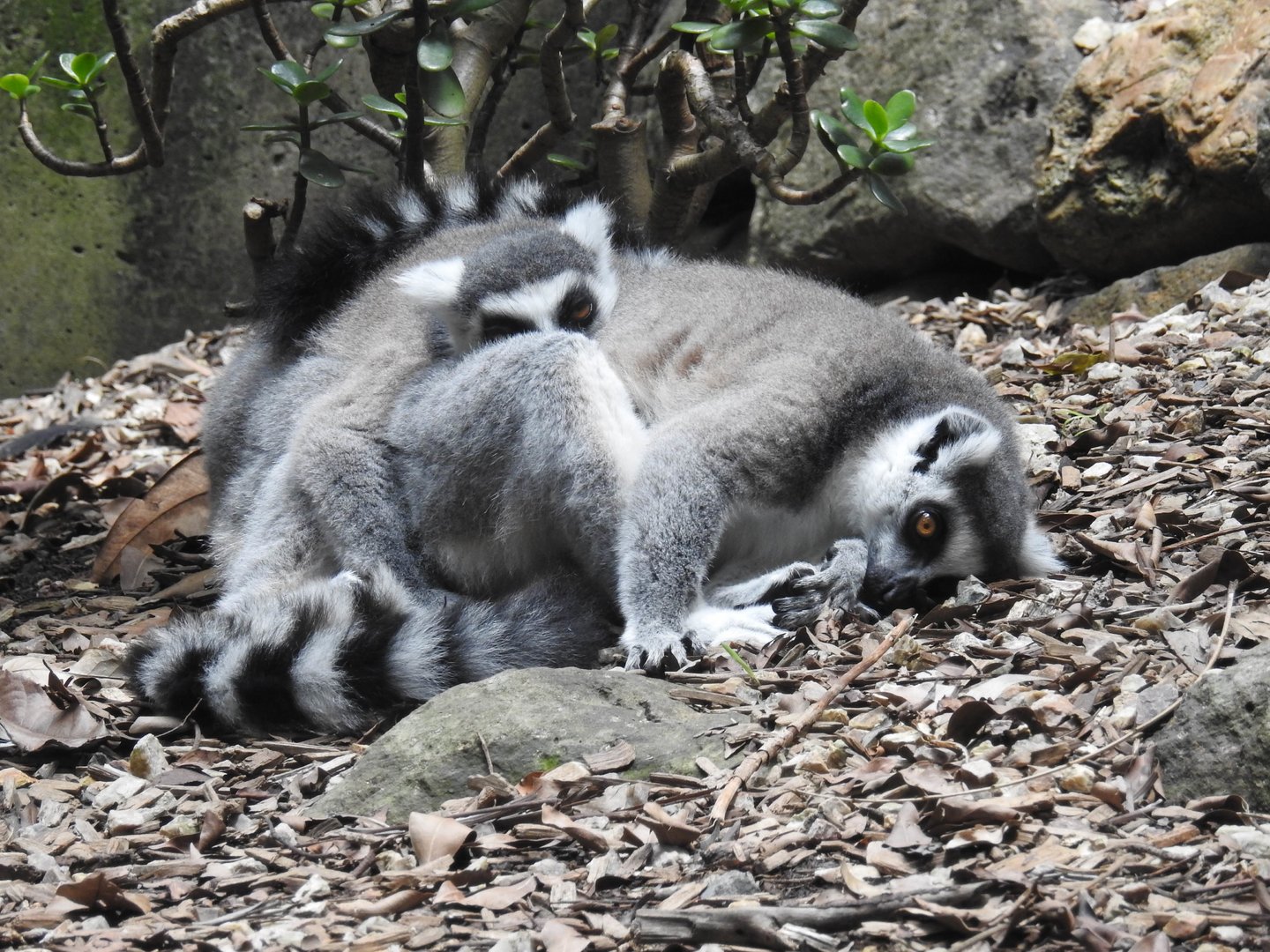 Ring-Tailed Lemurs