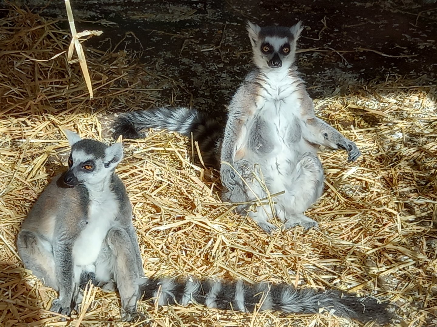 Ring-tailed Lemurs