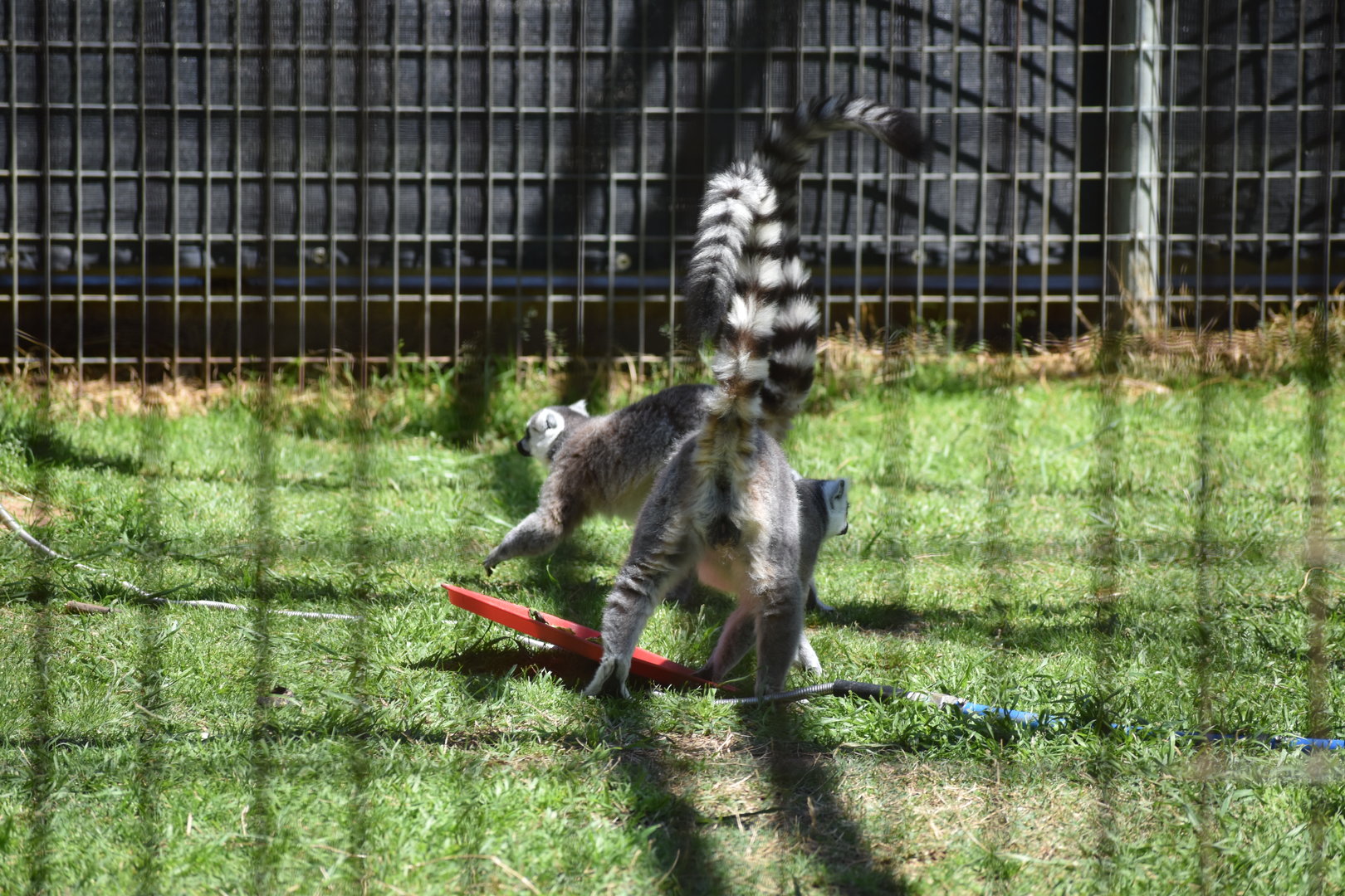 Ring-Tailed Lemurs