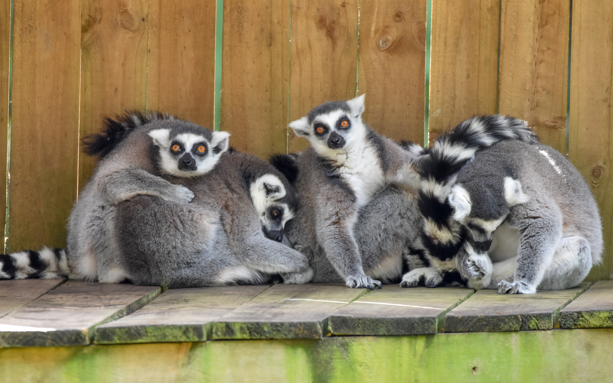 Ring-tailed Lemurs