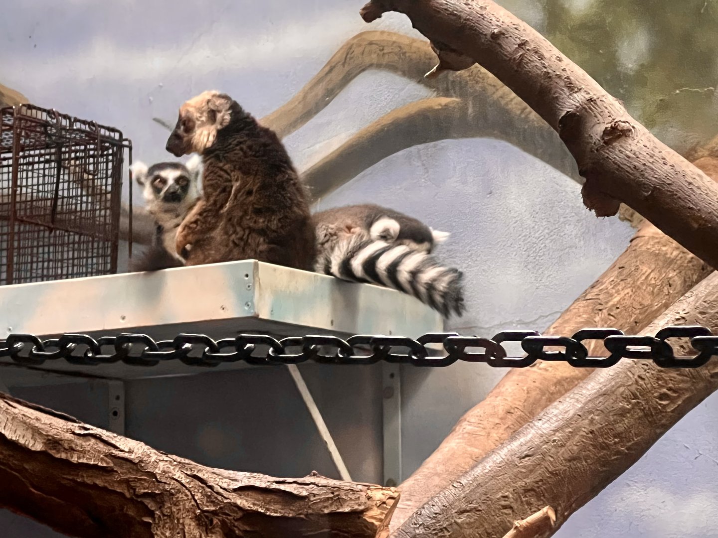 Ring-tailed Lemurs