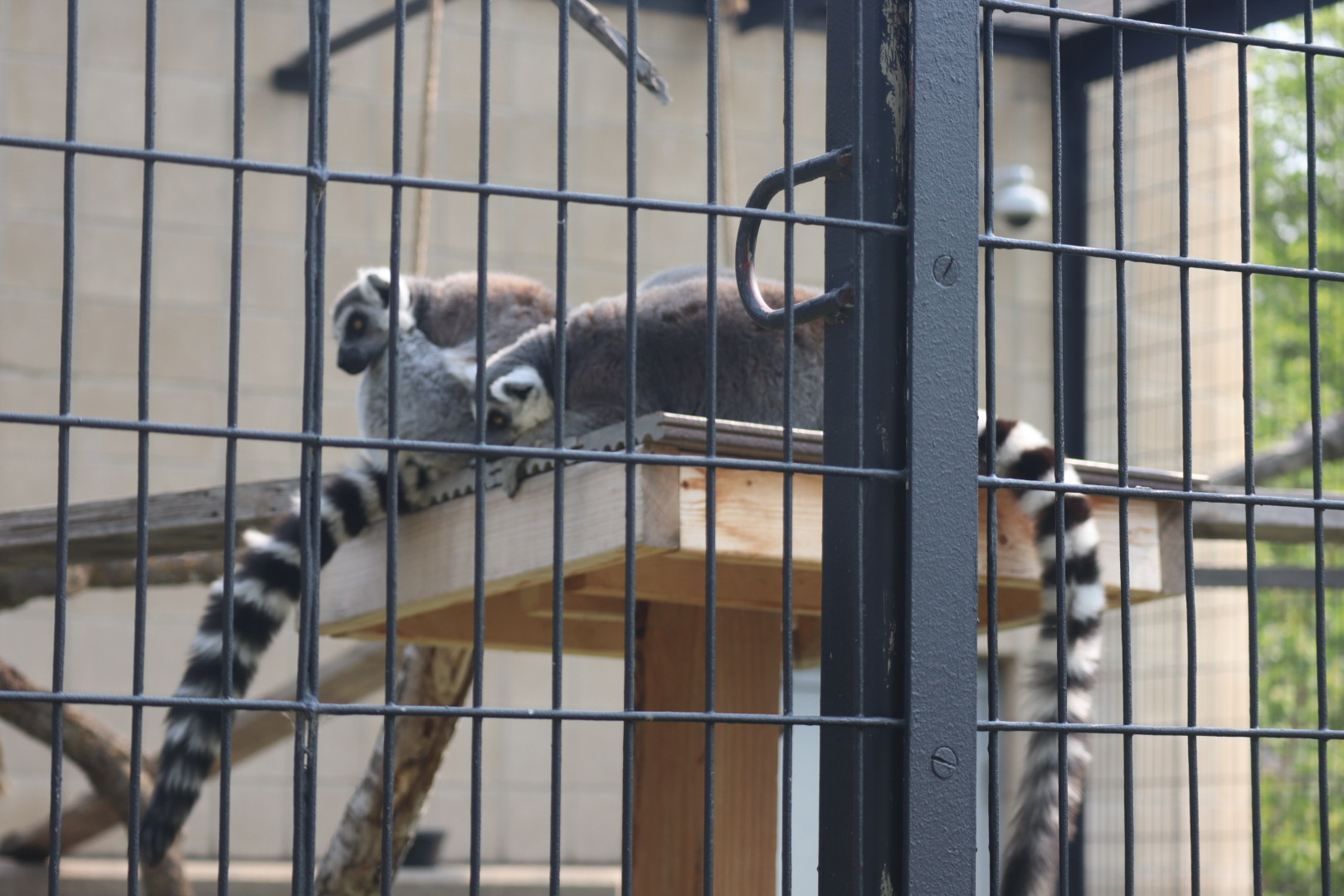Ring Tailed Lemurs