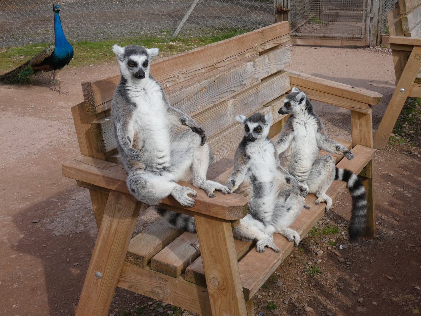 Ring-tailed lemurs