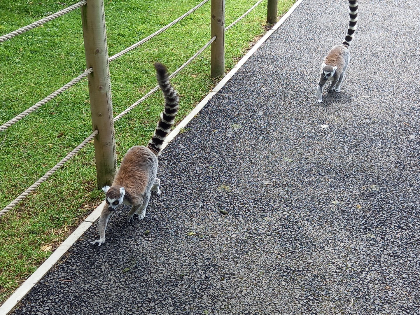 Ring-tailed Lemurs