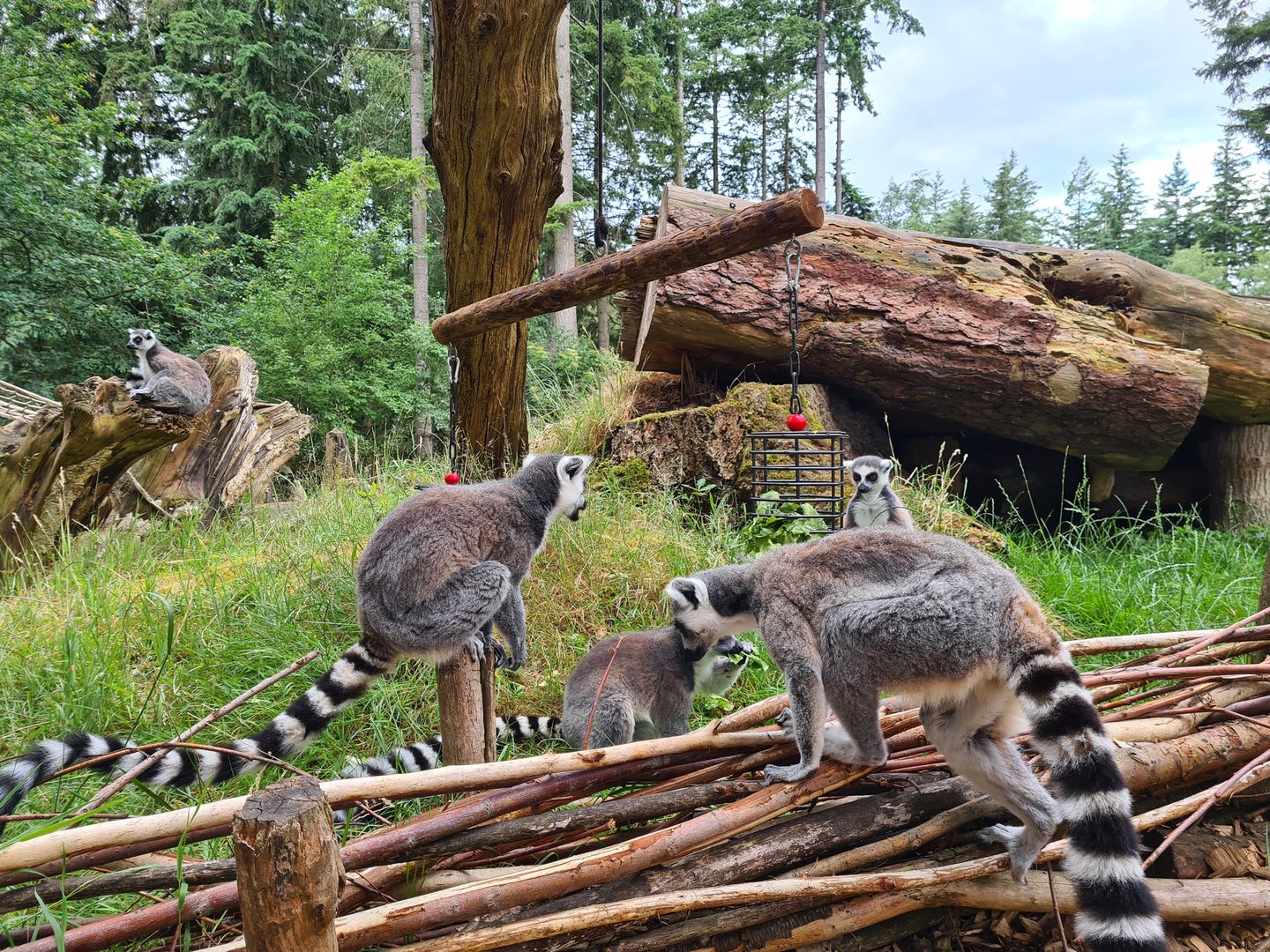 Ring-tailed lemurs