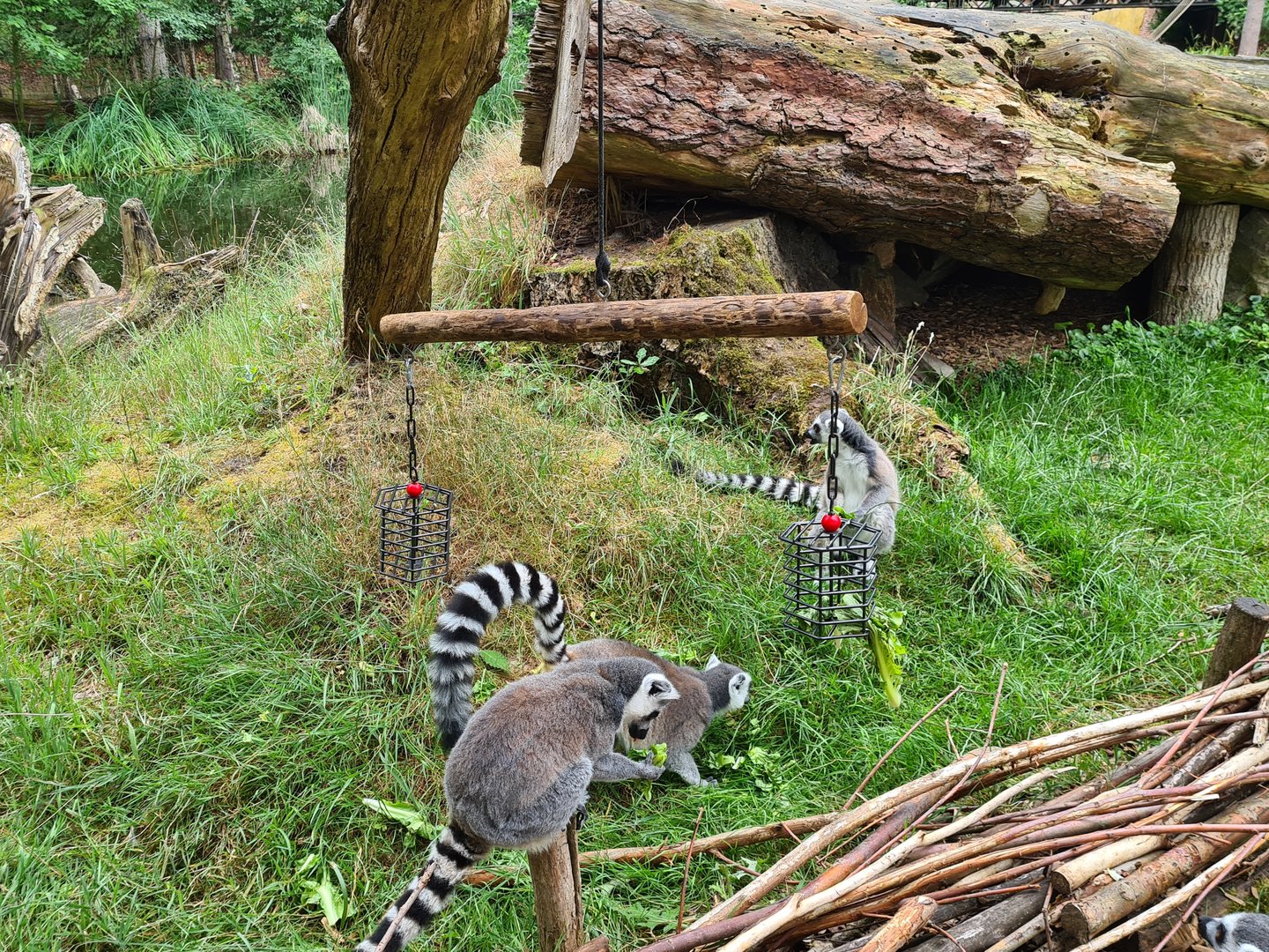 Ring-tailed lemurs