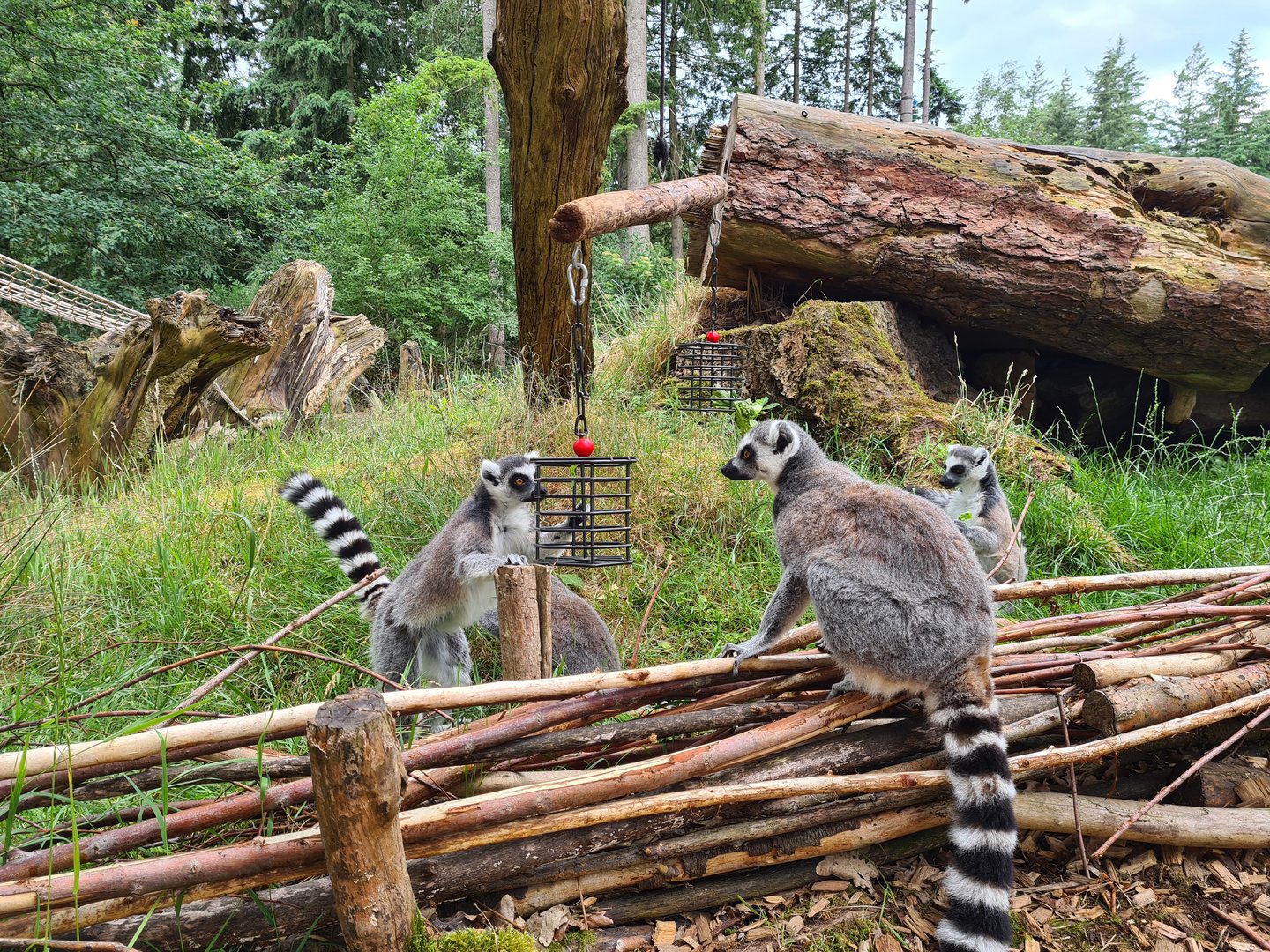 Ring-tailed lemurs