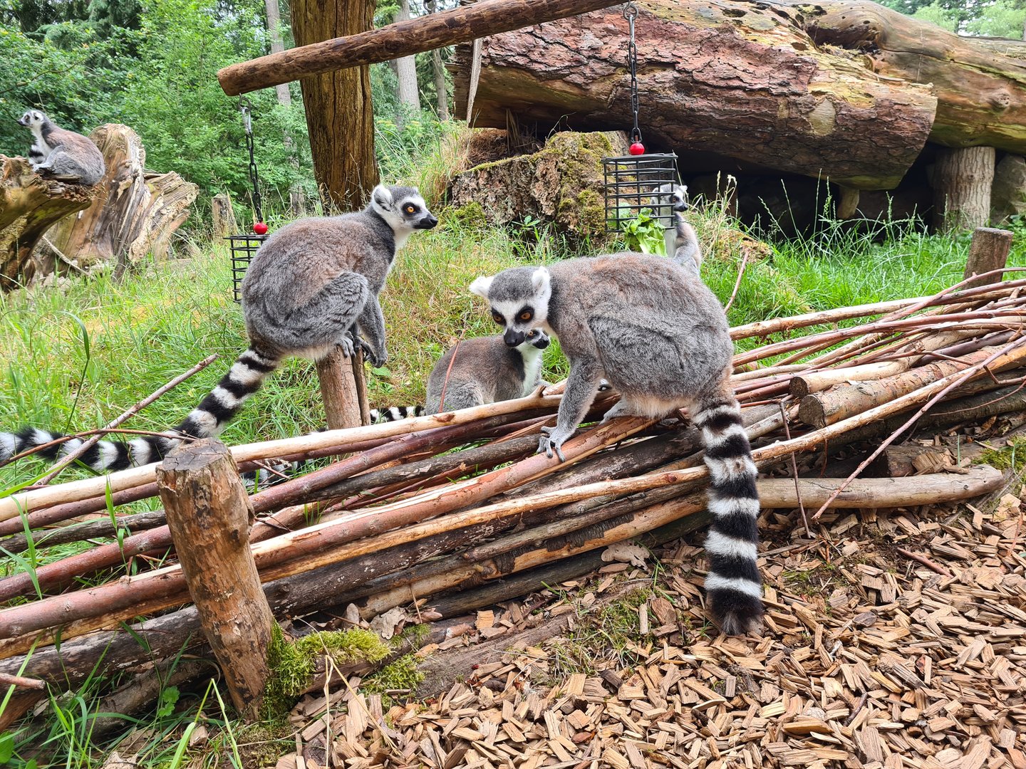 Ring-tailed lemurs