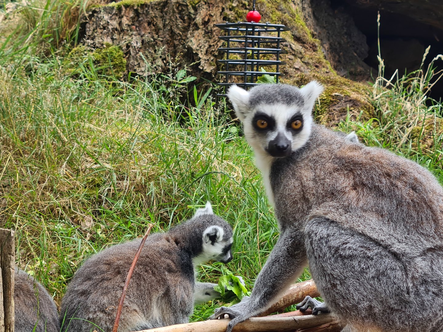 Ring-tailed lemurs