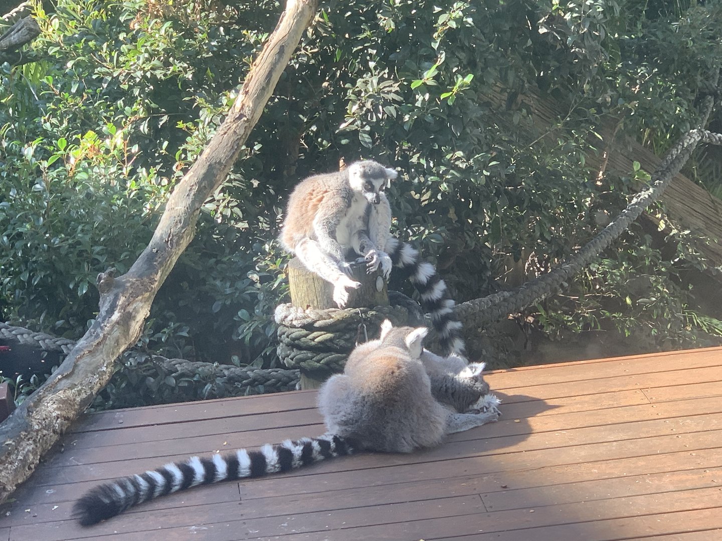 Ring-tailed Lemurs