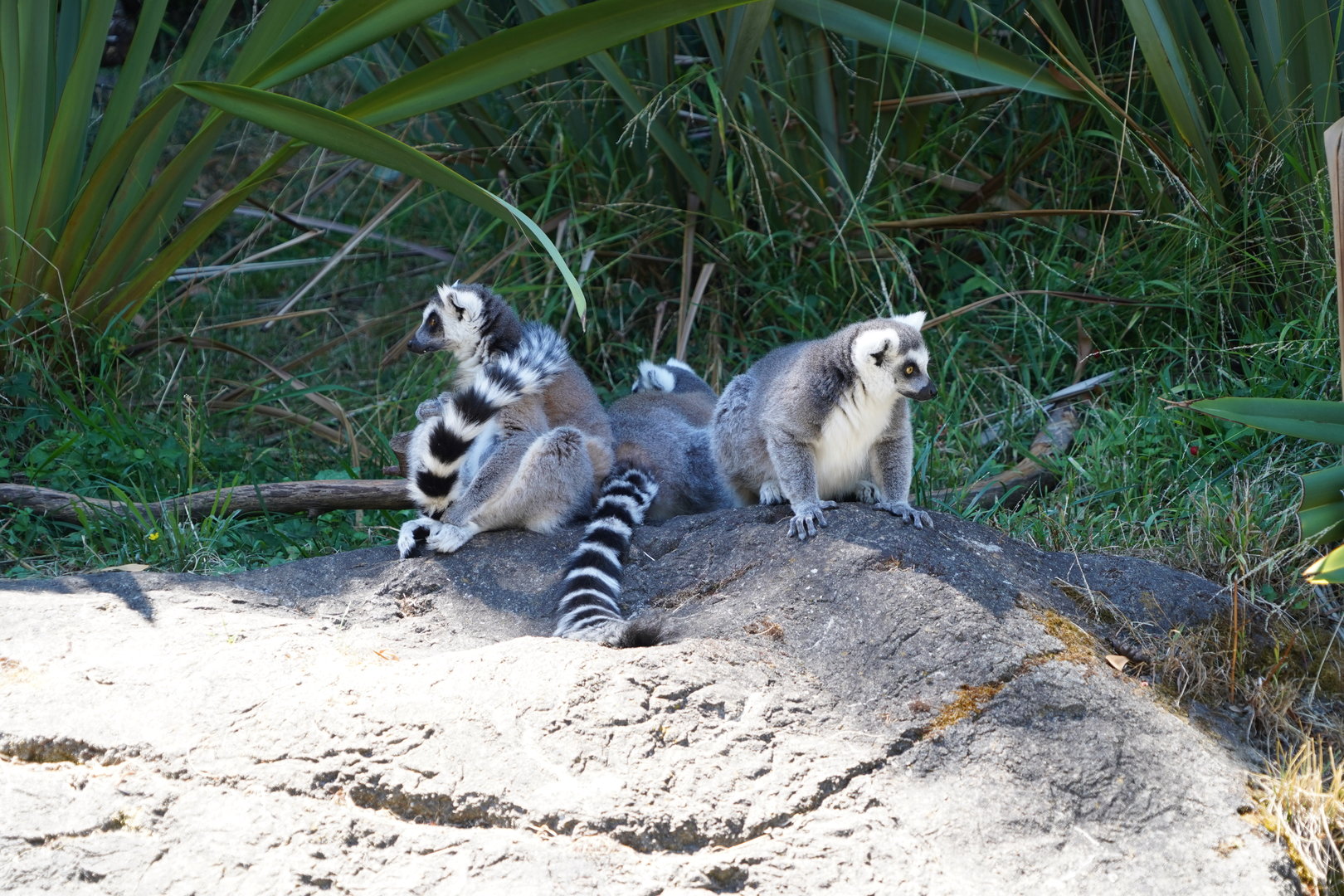 Ring-tailed lemurs