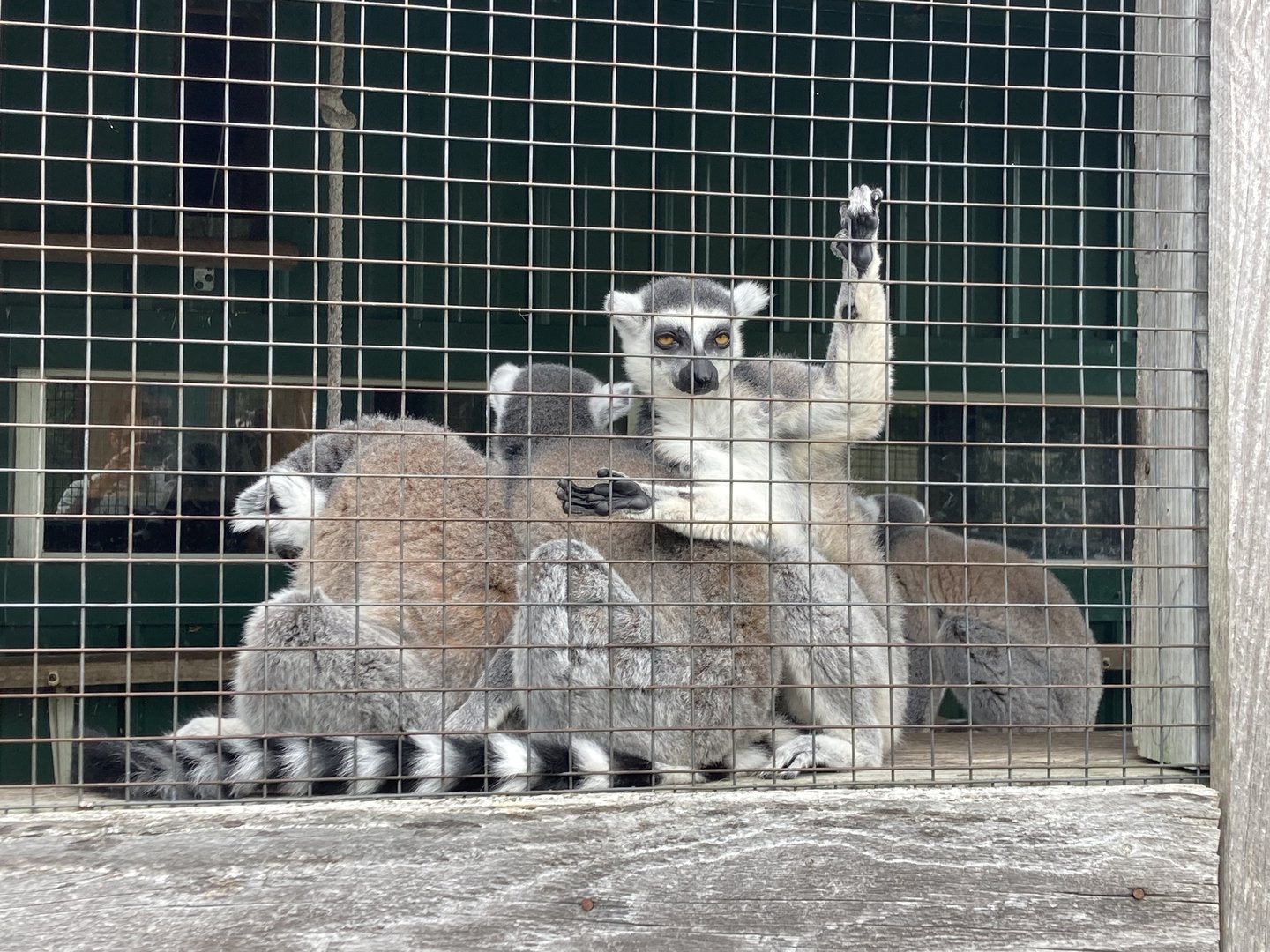 Ring Tailed Lemurs
