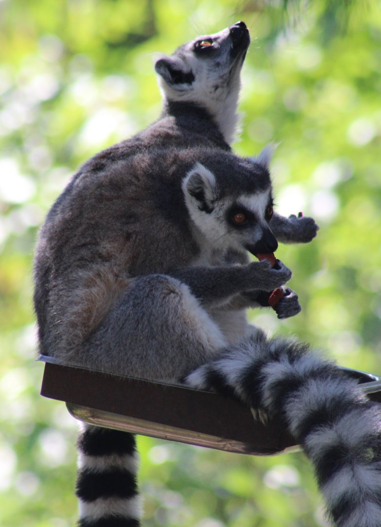 Ring-tailed lemurs