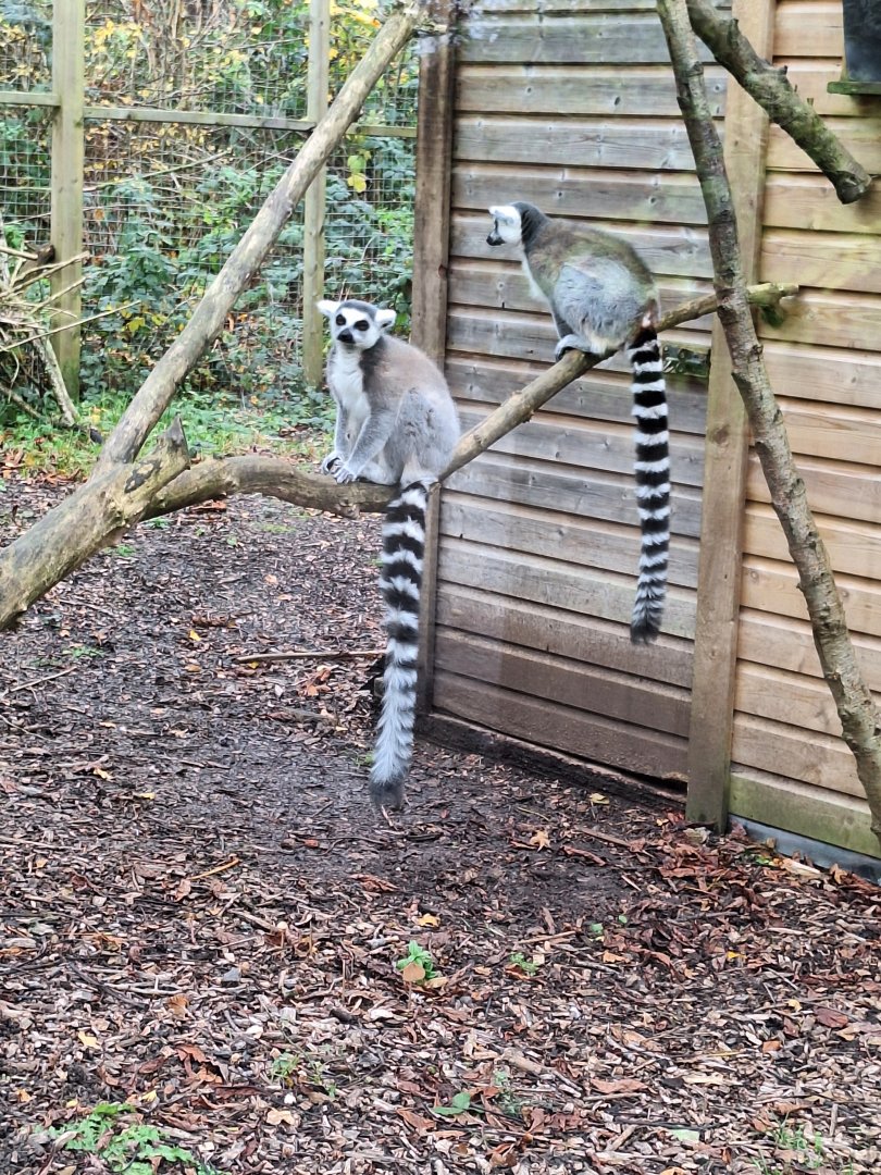 Ring-tailed Lemurs