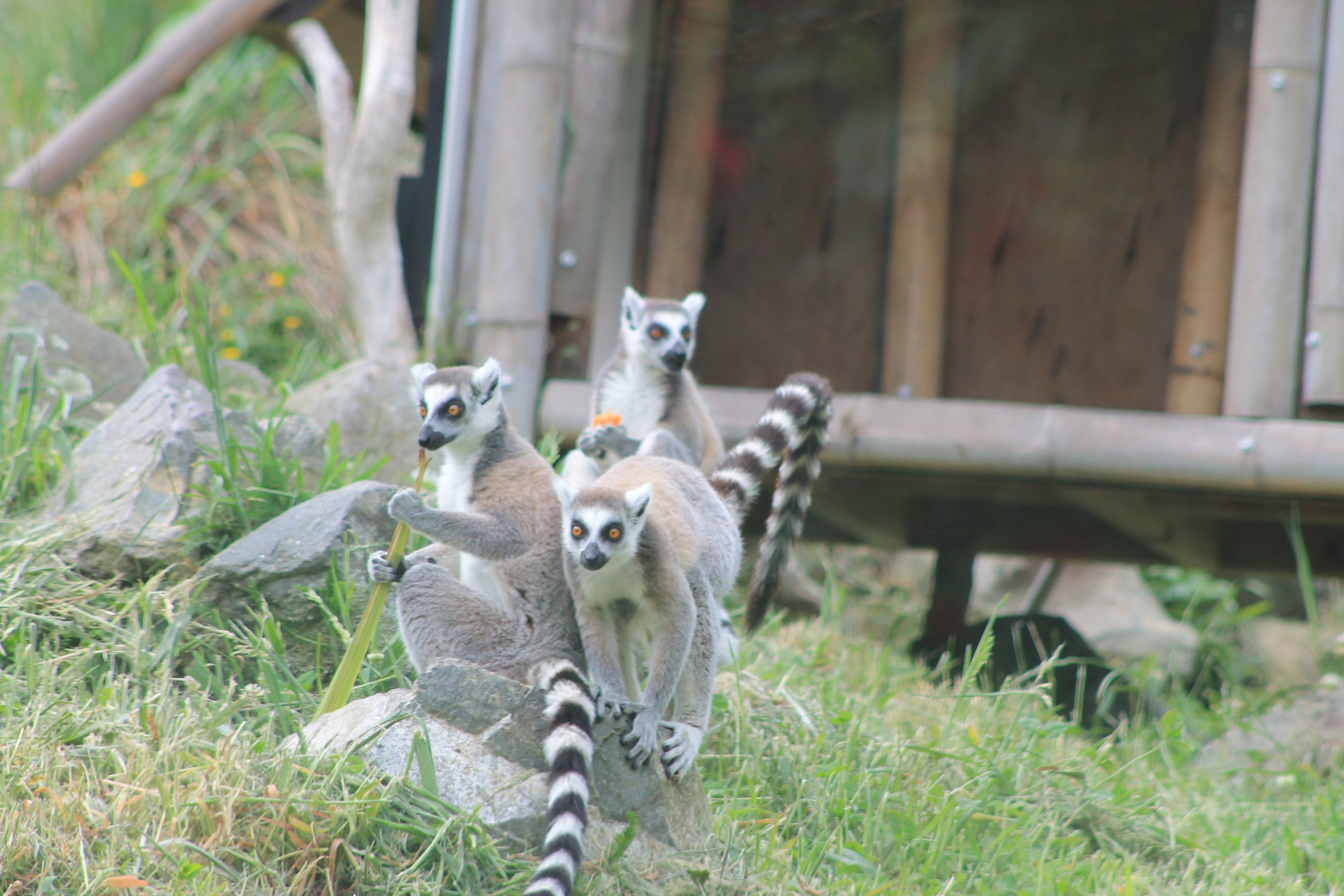 Ring-tailed Lemurs