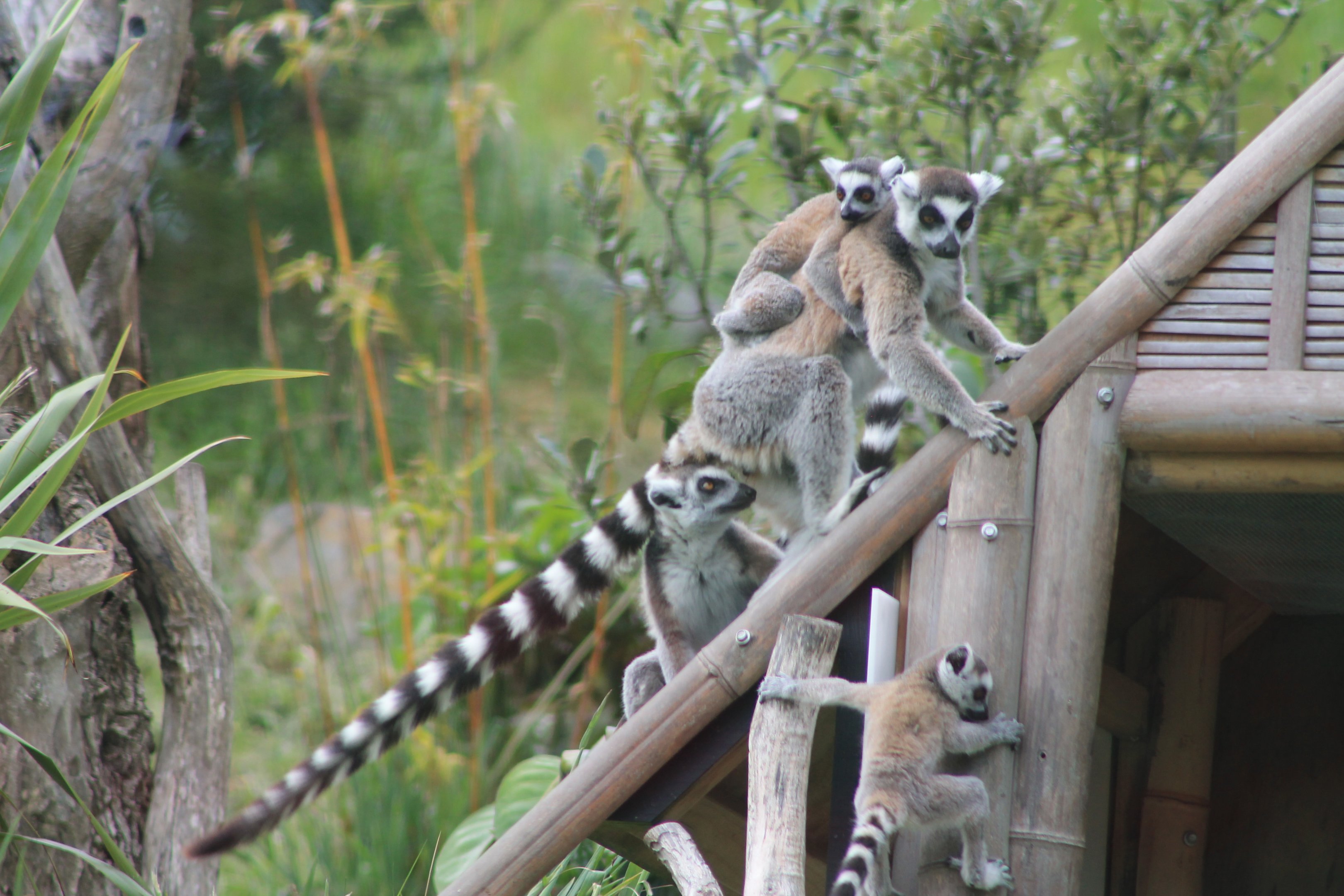Ring-tailed Lemurs