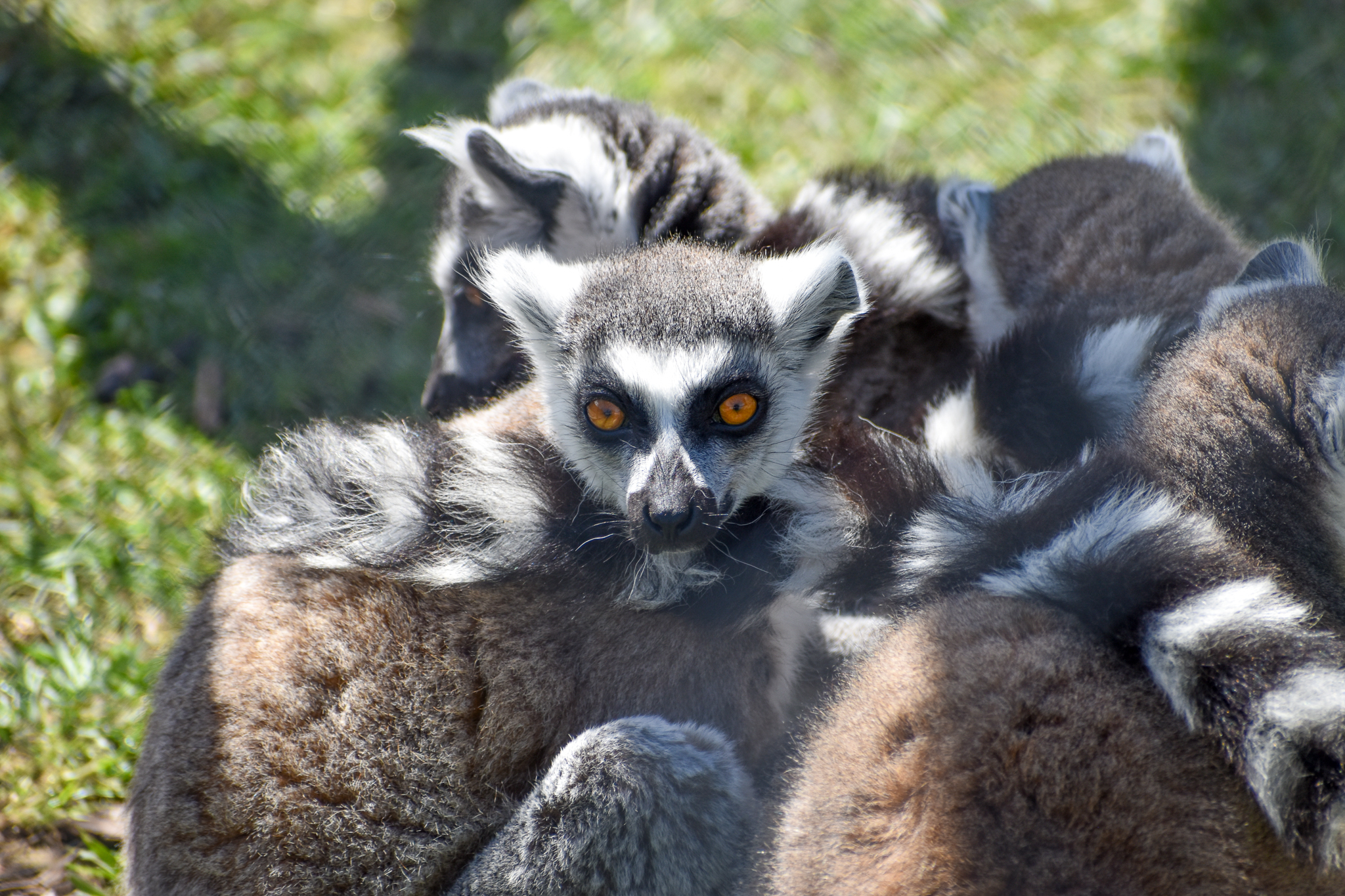 Ring-tailed Lemurs