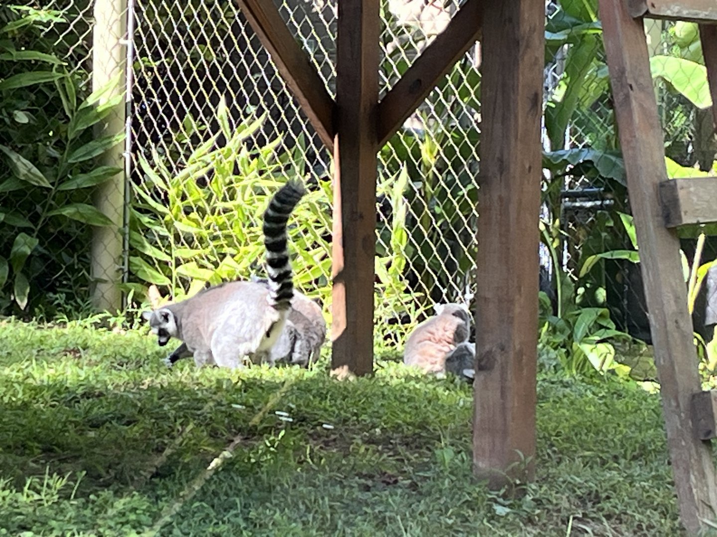 Ring-tailed Lemurs