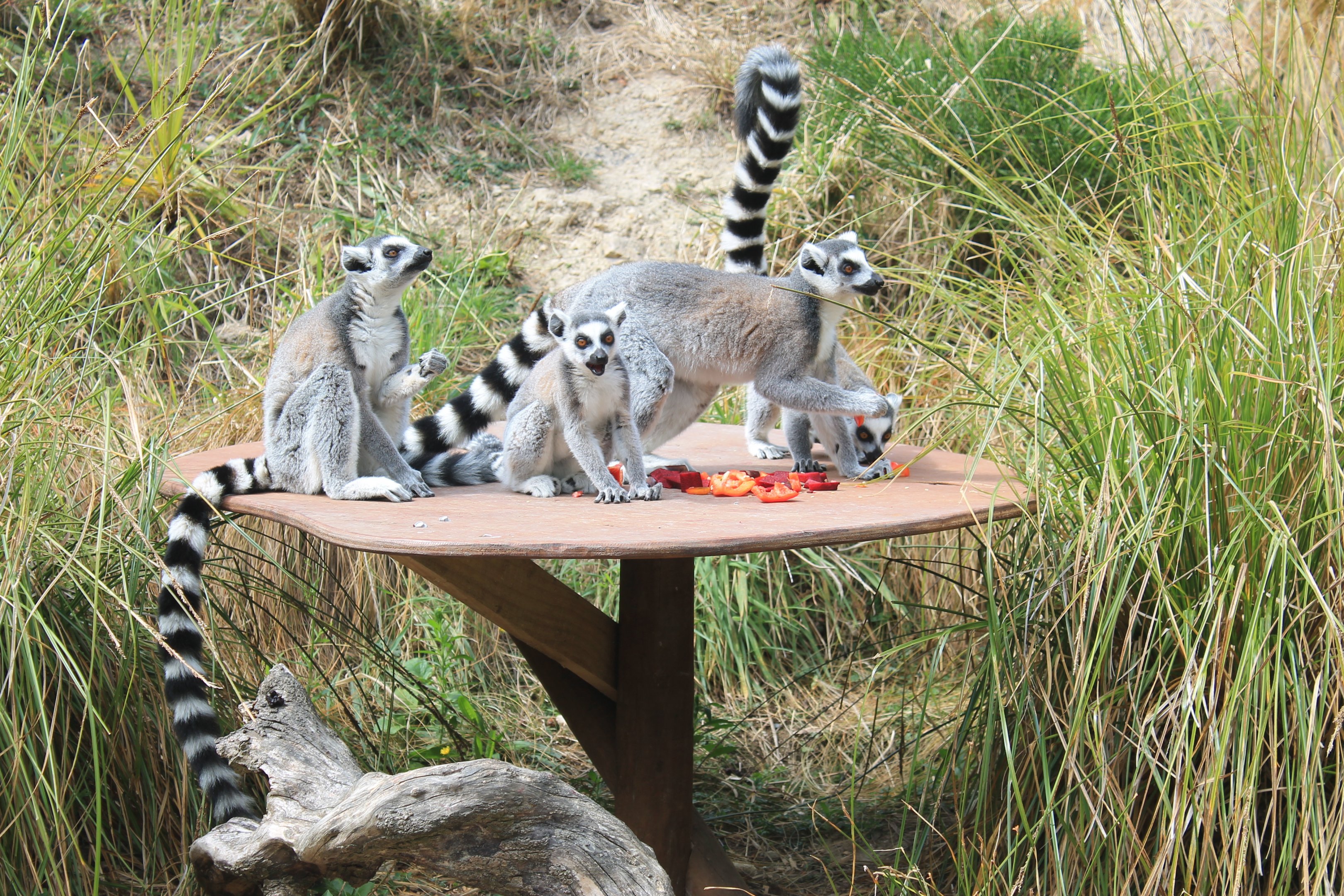 Ring-tailed Lemurs