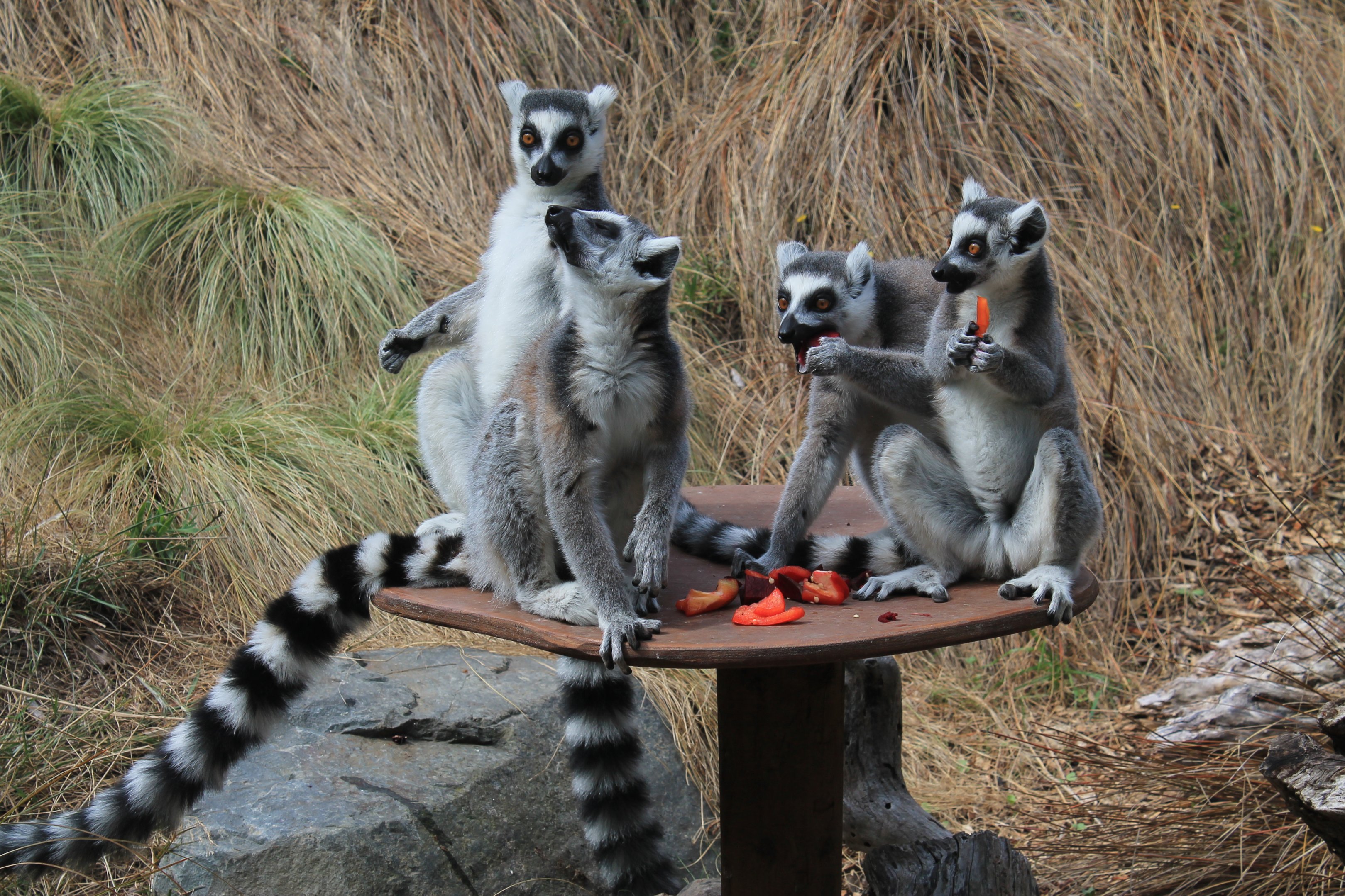 Ring-tailed Lemurs