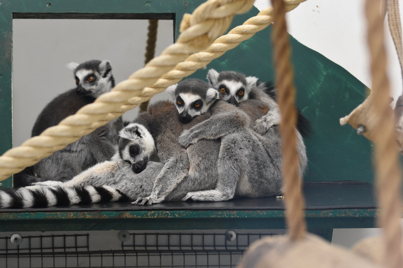 Ring-tailed lemurs