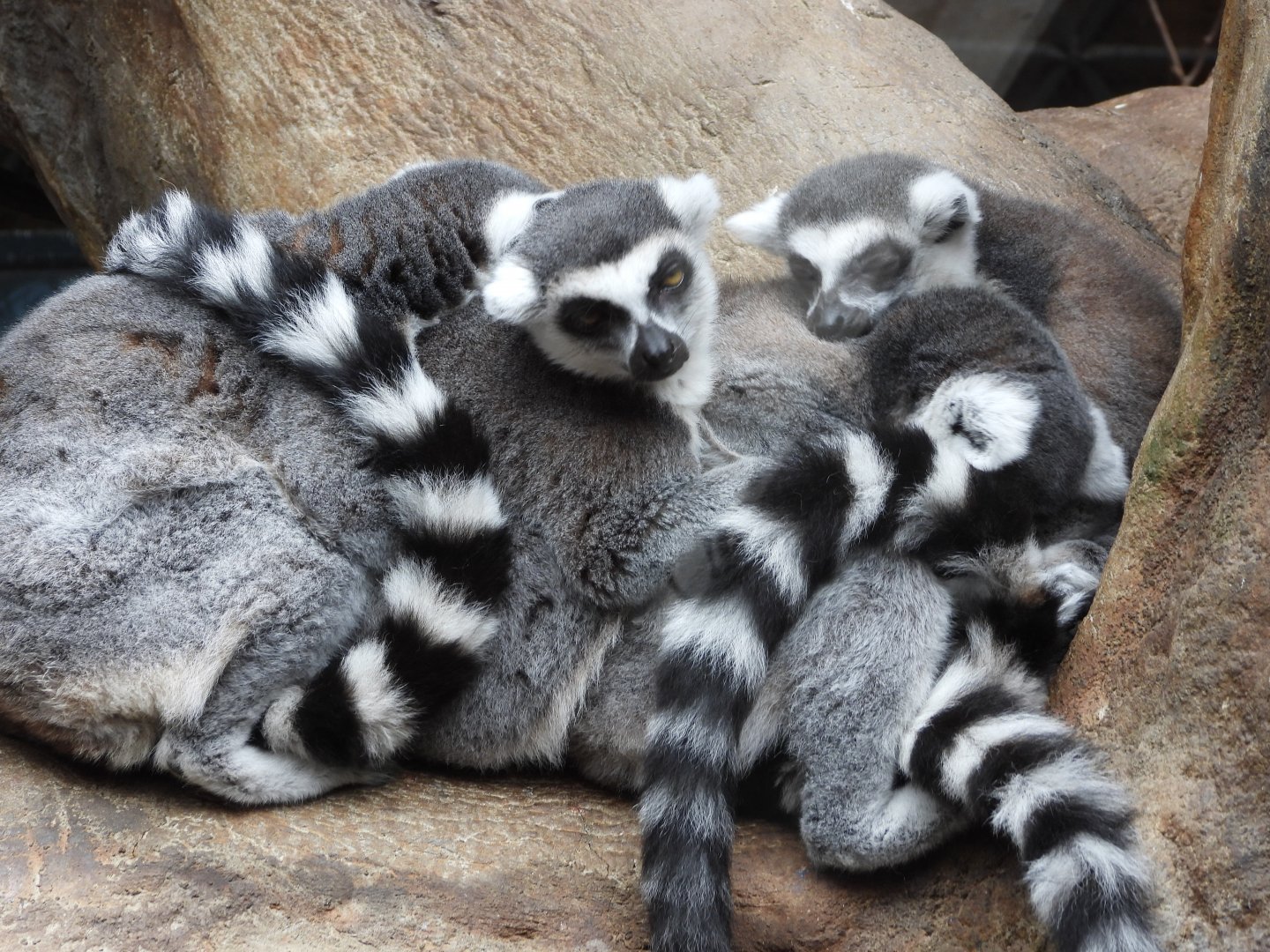 Ring-tailed lemurs