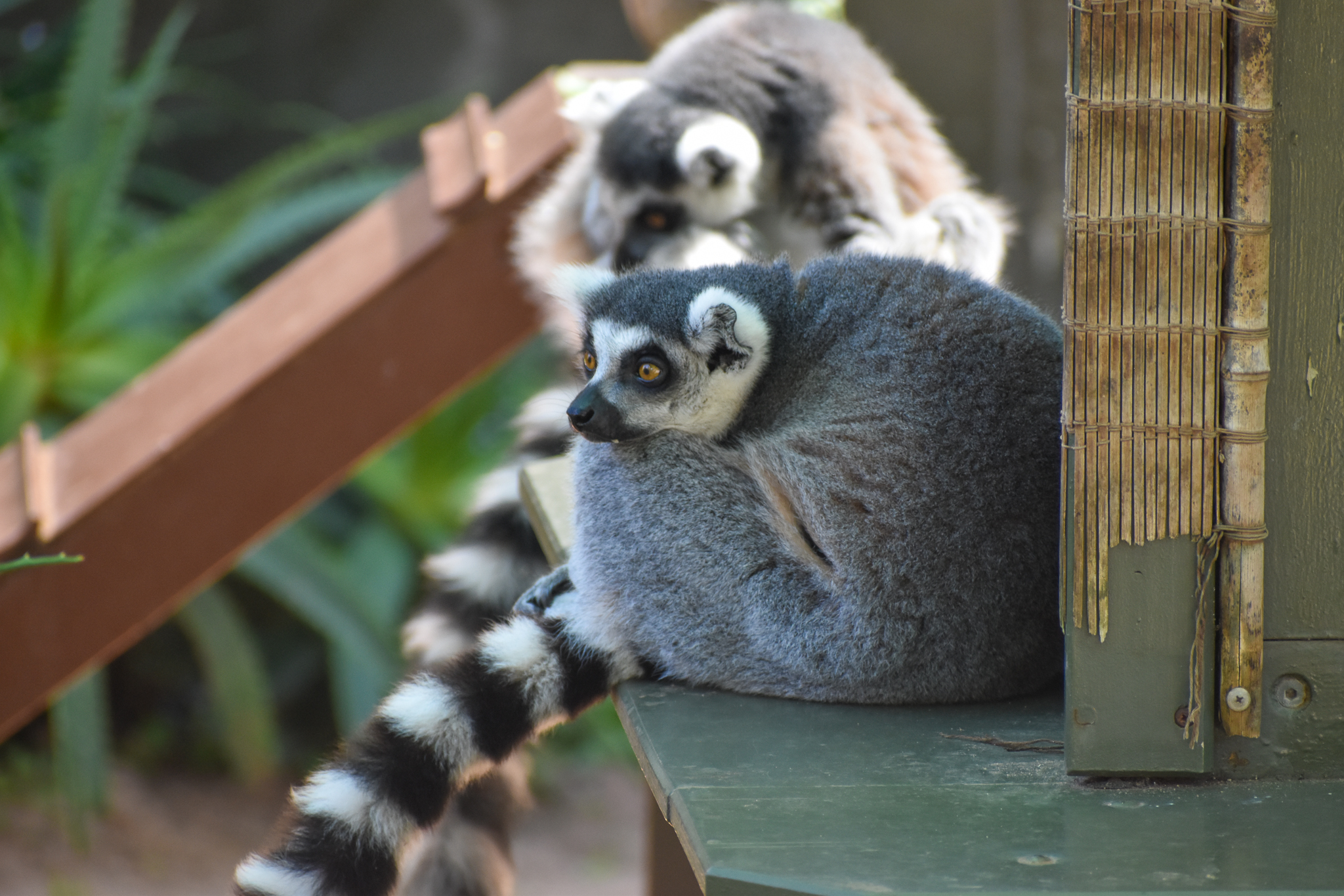 Ring-tailed Lemurs