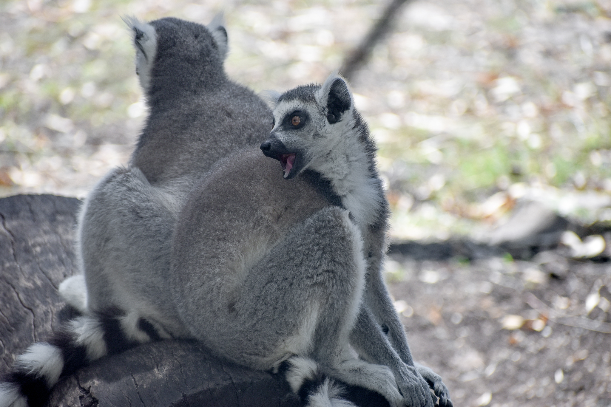 Ring-tailed Lemurs