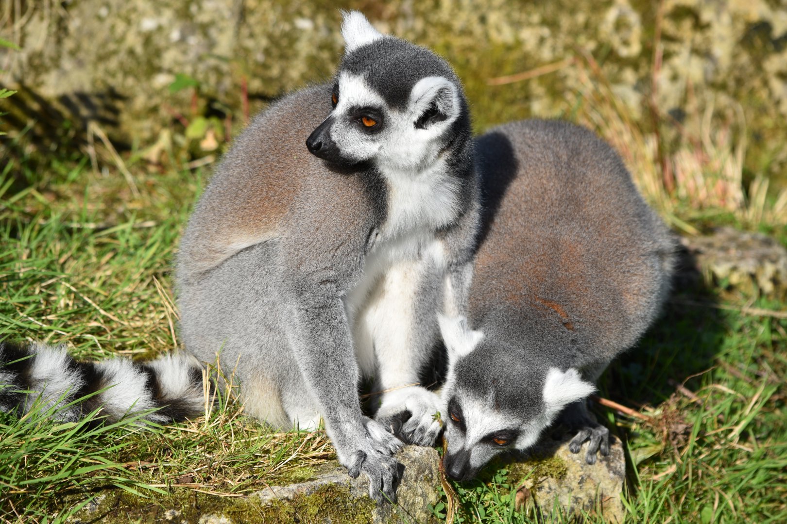 Ring-tailed lemurs