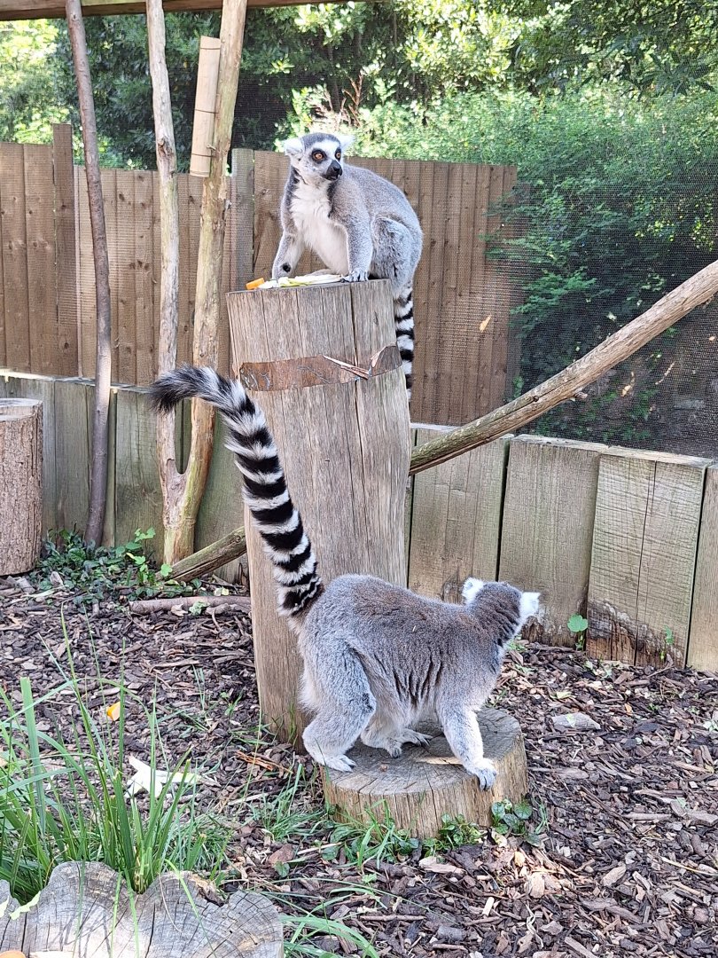 Ring-tailed Lemurs