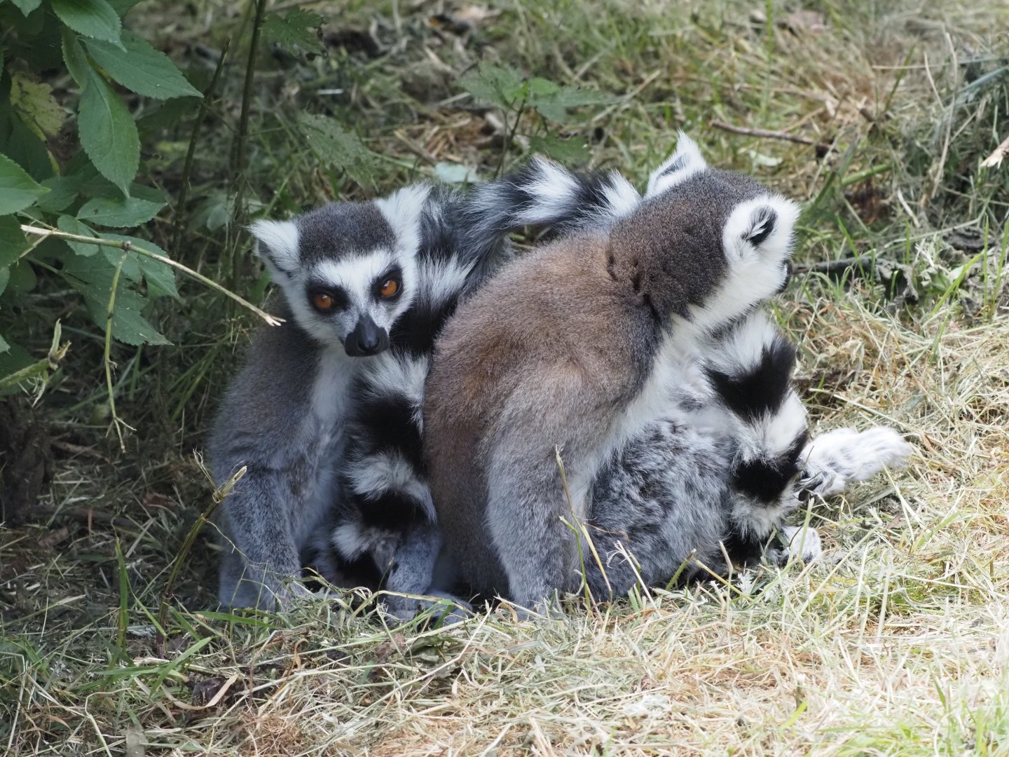 Ring-Tailed Lemurs