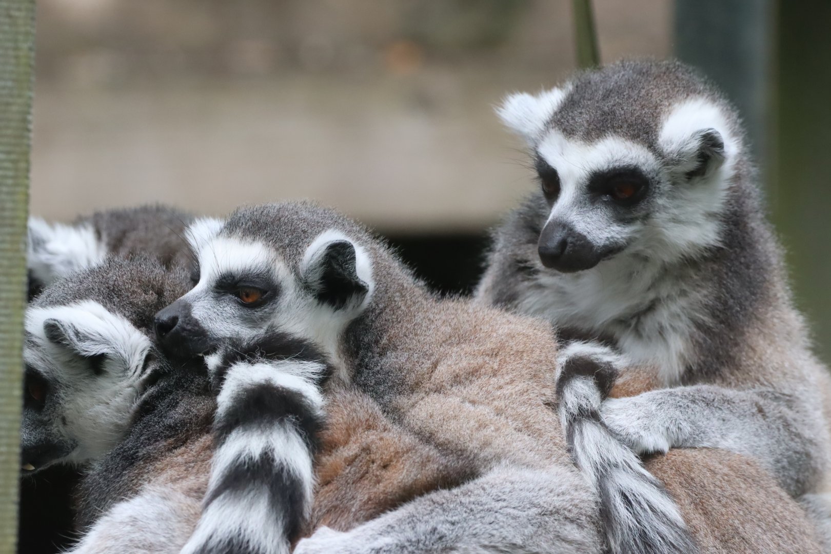 Ring-tailed Lemurs