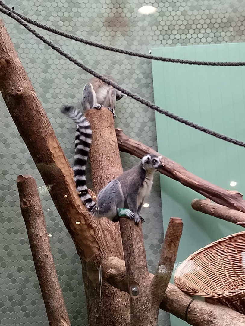 Ring-tailed lemurs