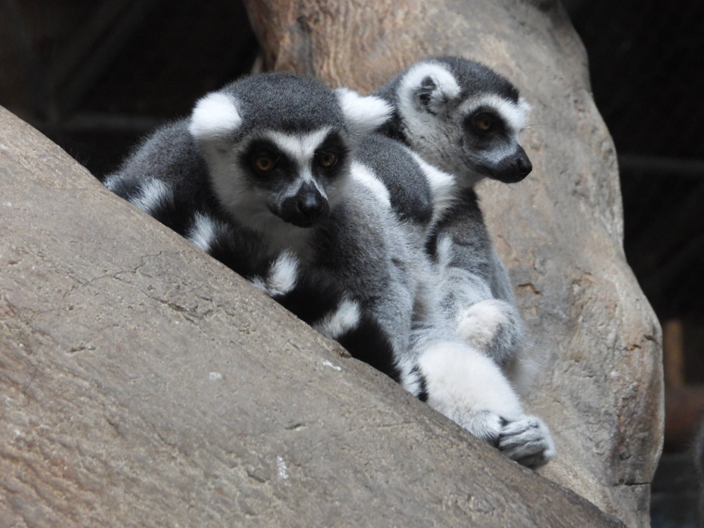 Ring-tailed lemurs