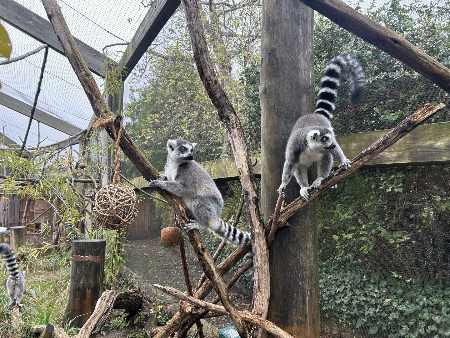 Ring-tailed Lemurs