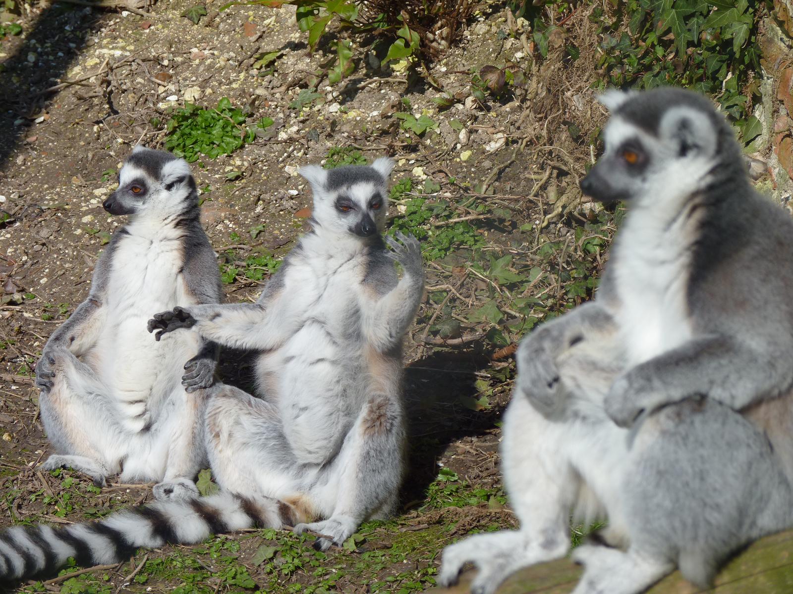 Ring-Tailed Lemurs