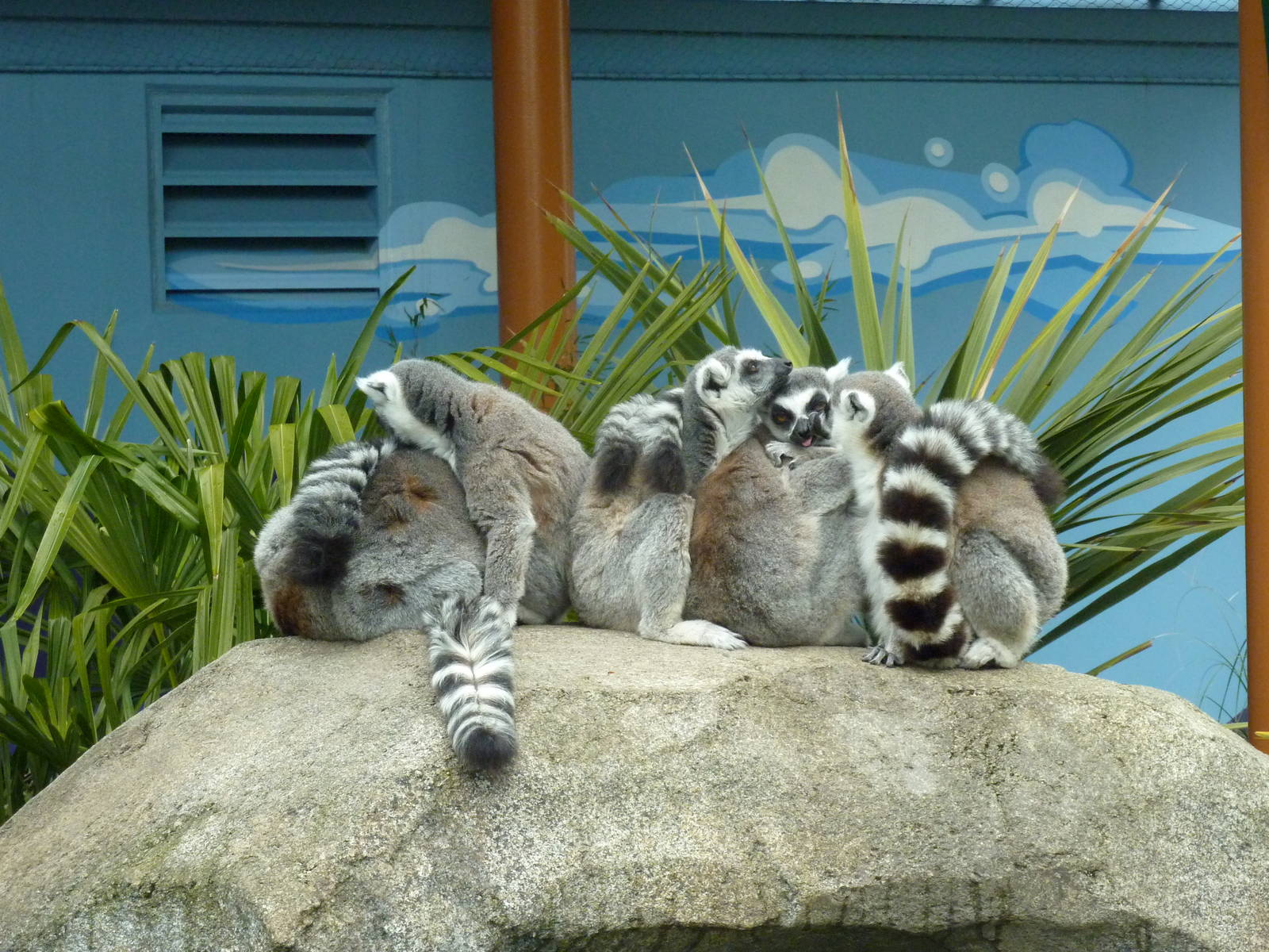 Ring-Tailed Lemurs