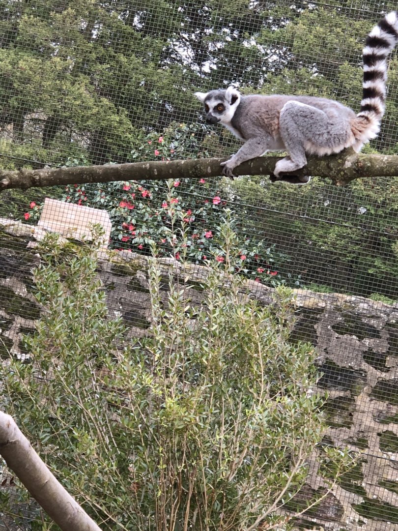 Ring-tailed Limur